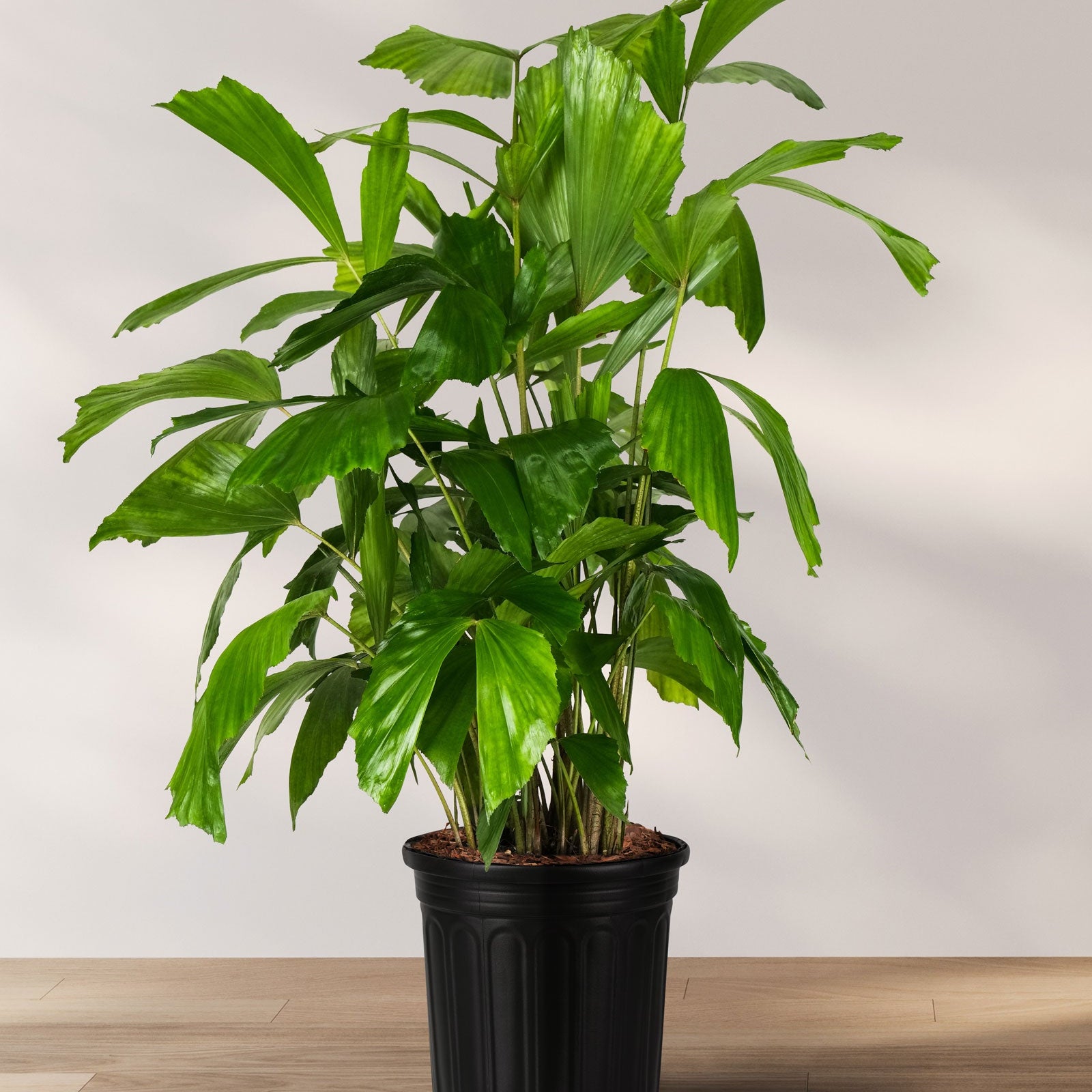 Fish Tail Palm with dense tropical green foliage and distinctive jagged fishtail-shaped leaves growing in a 2 gallon black nursery pot against a light background.
