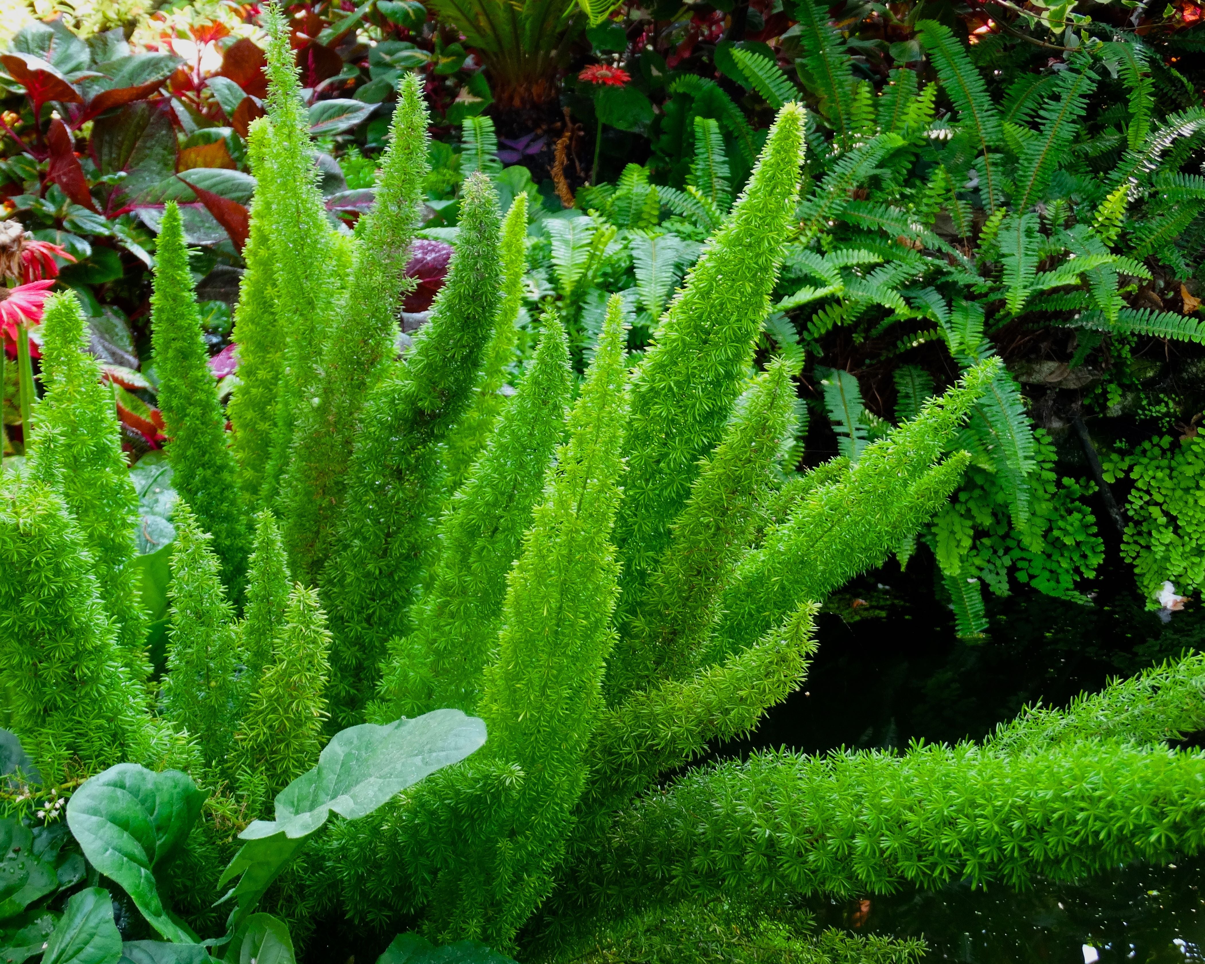 Asparagus Meyeri 'Foxtail Fern' Seeds – Plantflix