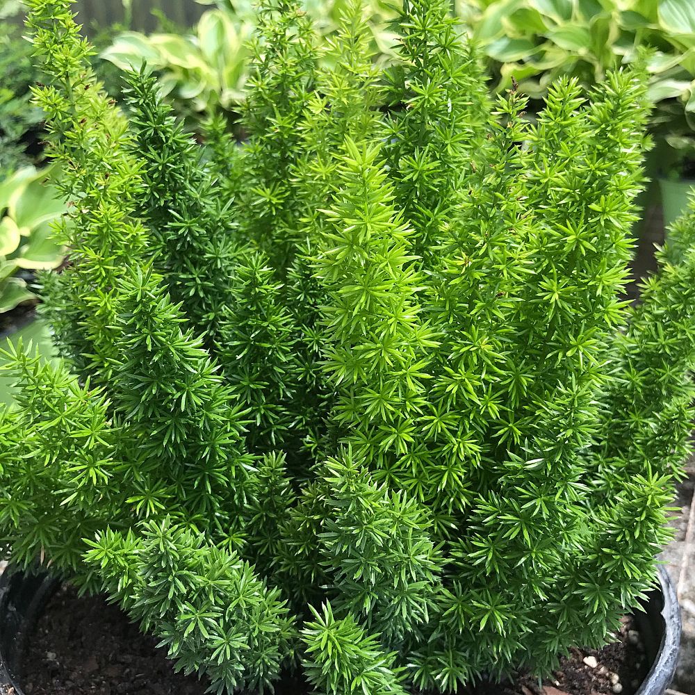 close view of Foxtail Fern, Asparagus Fern