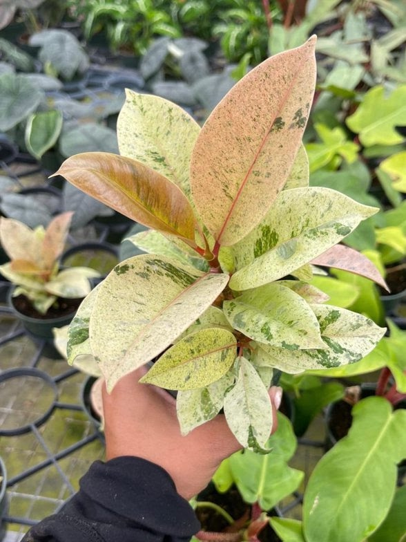upper view of Ficus Shivereana Moonshine Bush leaves