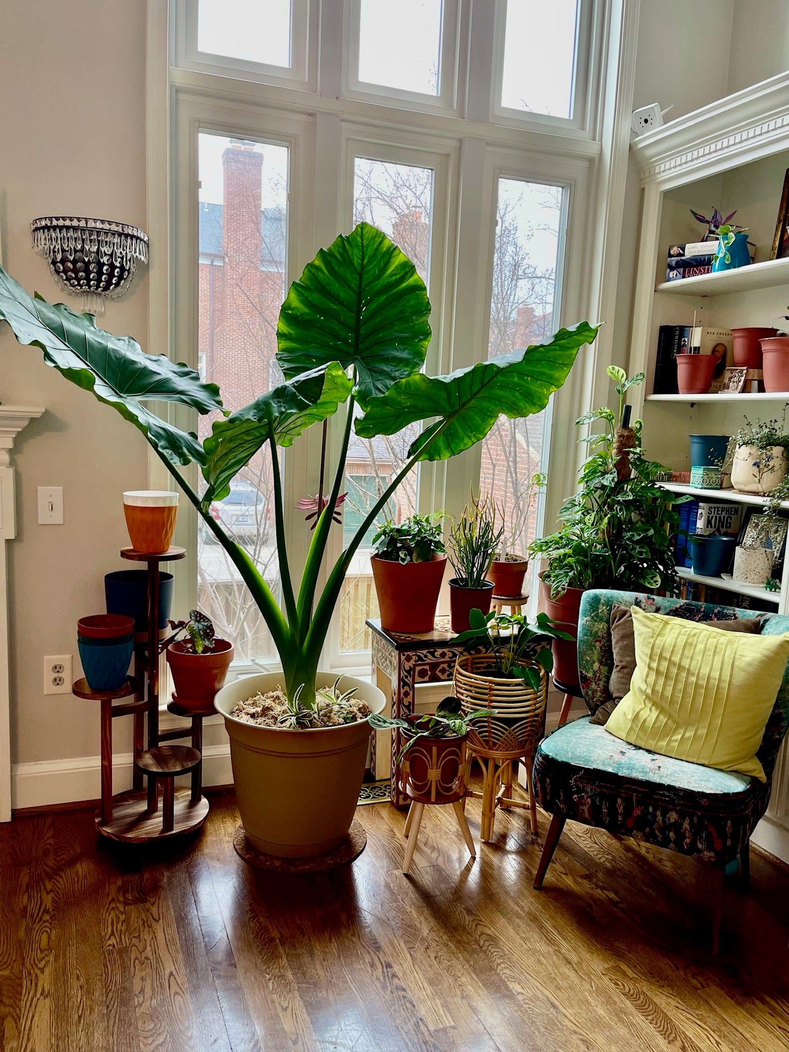 Alocasia Borneo Giant Elephant Ear, Live Tropical Plant.