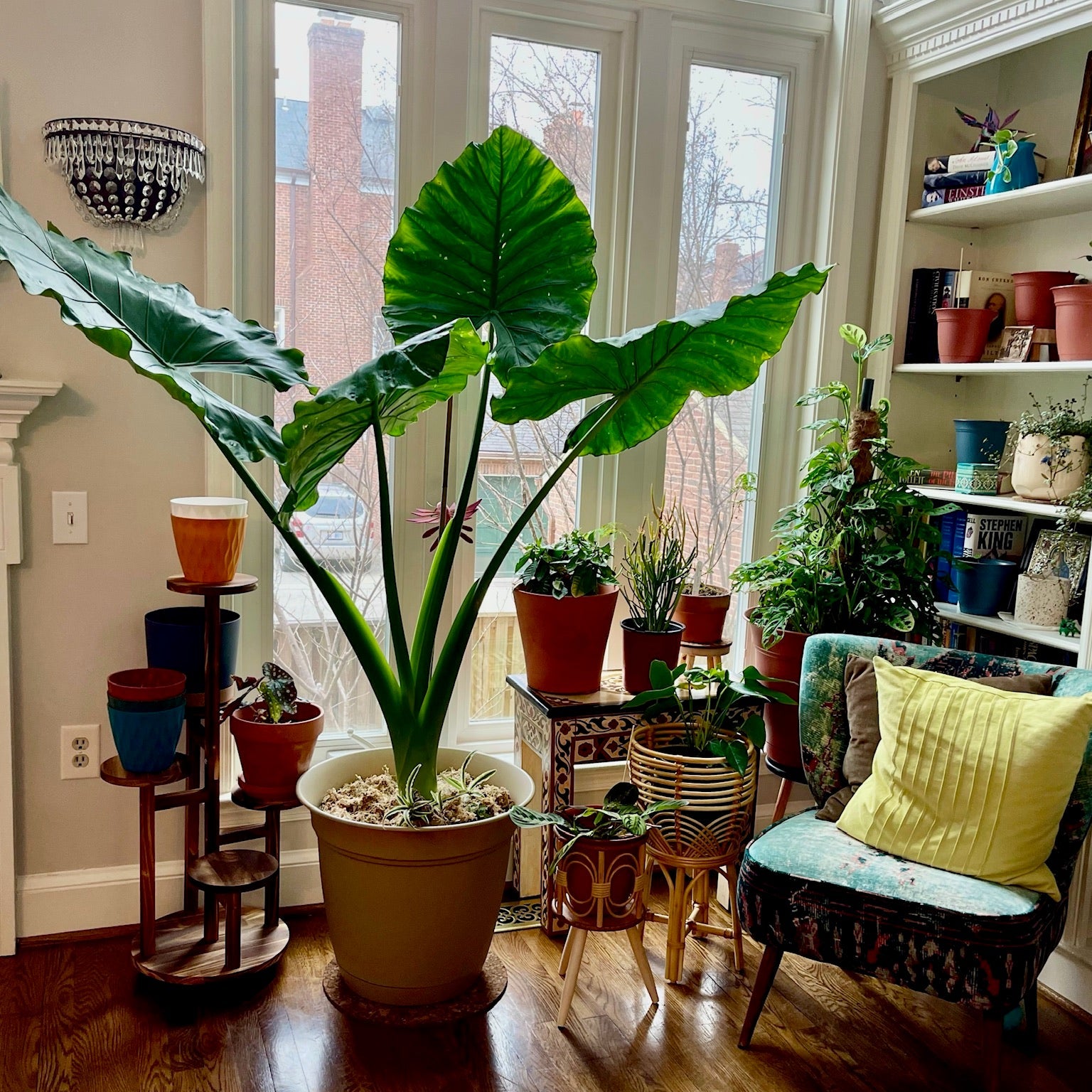 Alocasia Borneo Giant in a terracotta planter featuring massive, vibrant green leaves with prominent ribbed veins and tall sturdy stems, ideal for bringing a bold, lush tropical feel to spacious indoor settings and sunlit living spaces.