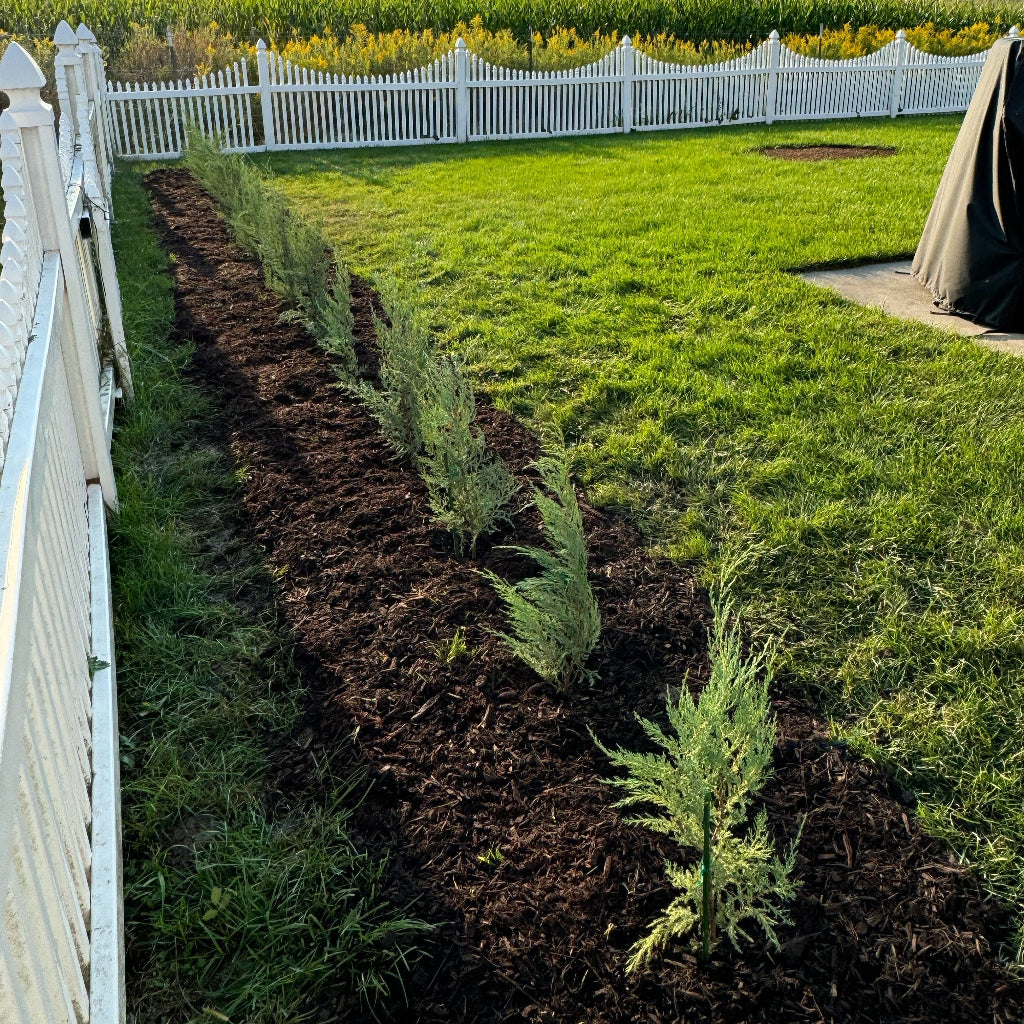 Skyrocket Juniper Tree Rocky Mountain
planted in house for privacy hedge
