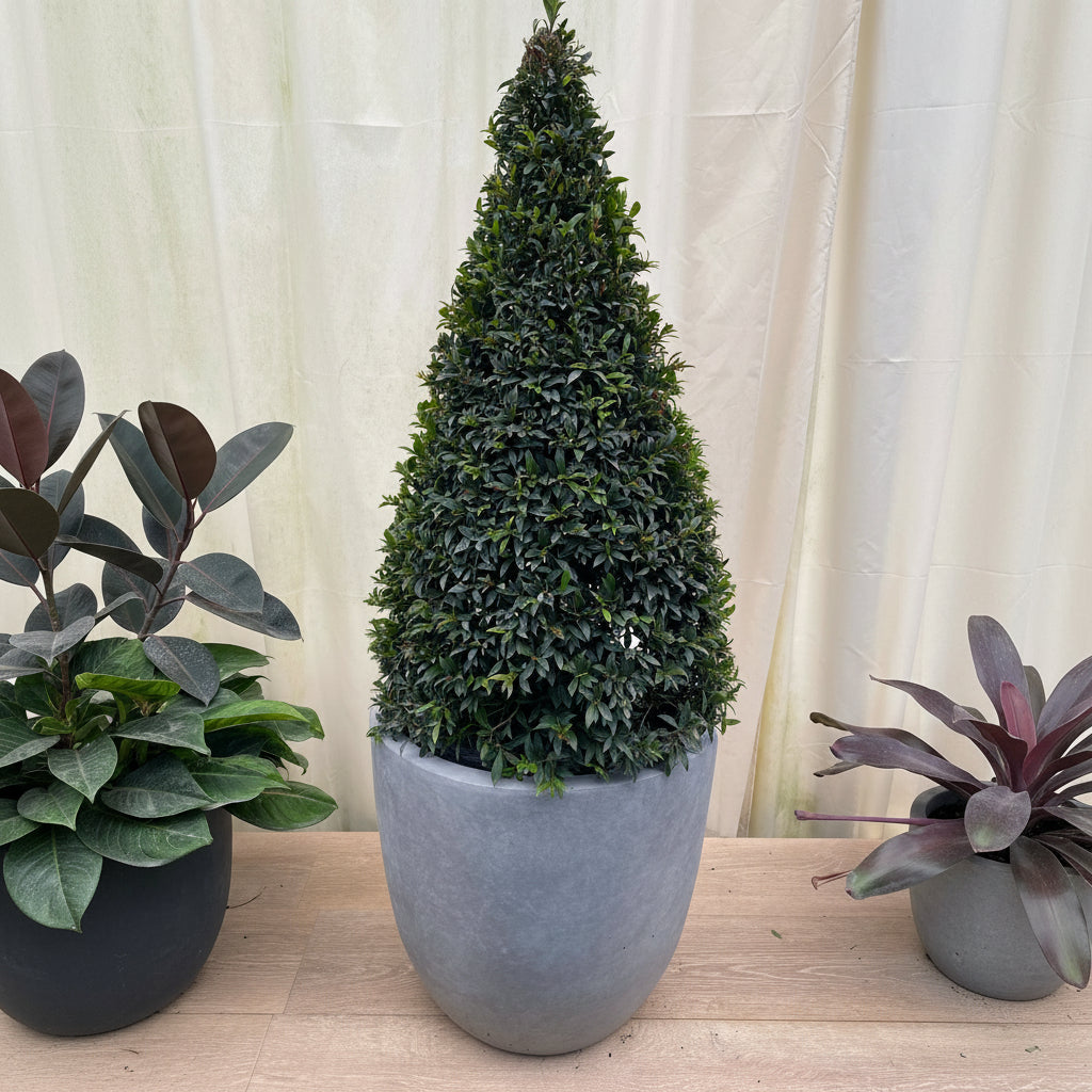 Mature Topiary Eugenia Cone, Pyramid Tree planted in nursery pot gal