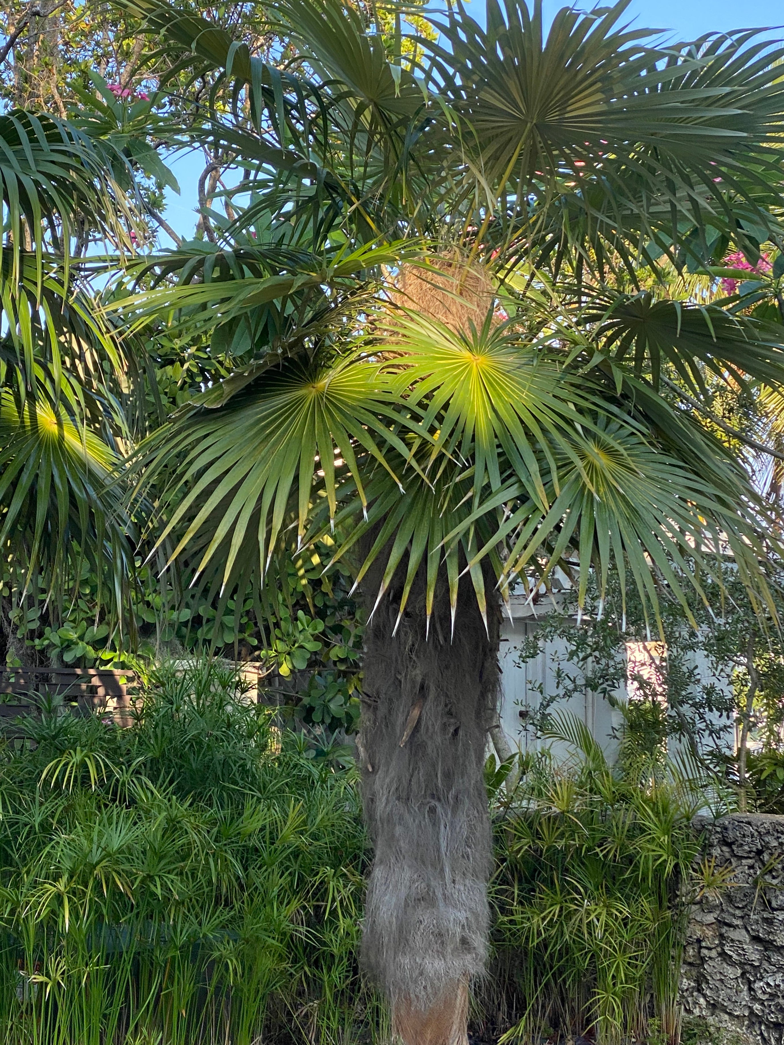 Old Man Palm, Rare and Exotic Palma Petate in a garden