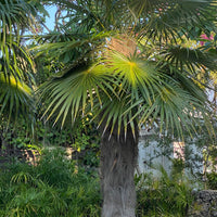 Old Man Palm, Rare and Exotic Palma Petate