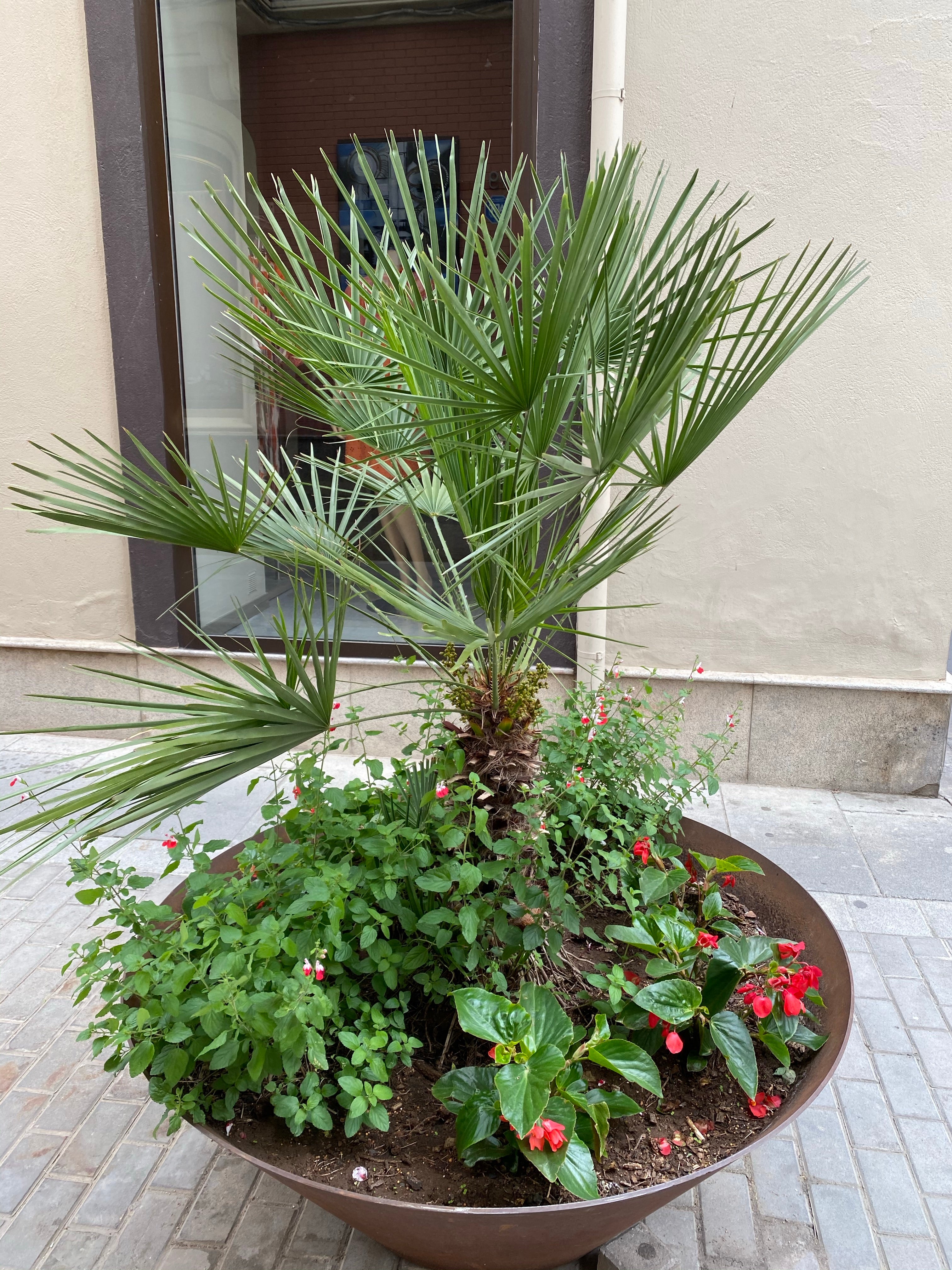 European Fan Palm Multi, Mediterranean Fan Palm