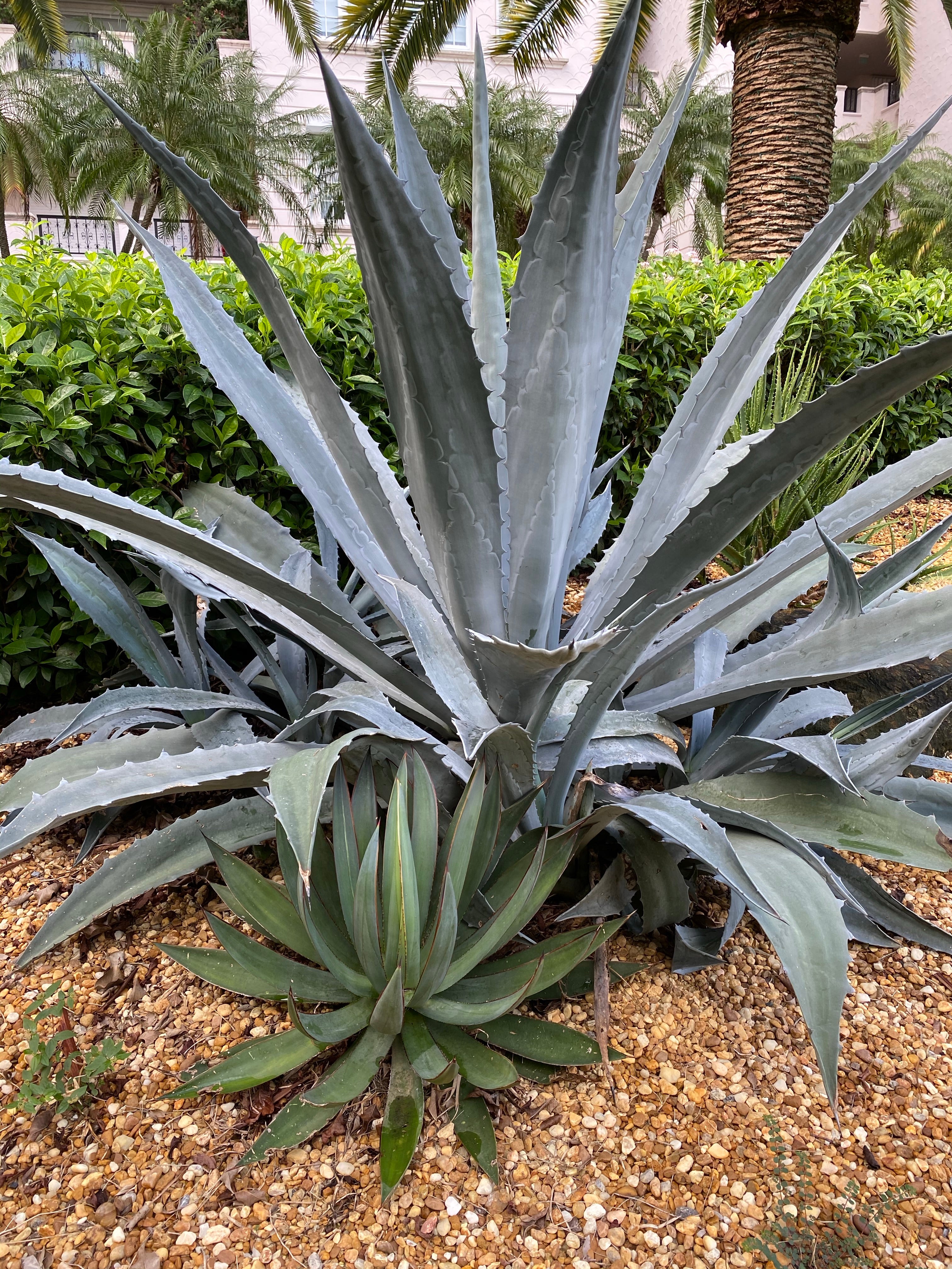 Super Blue Agave Americana, Century Plant