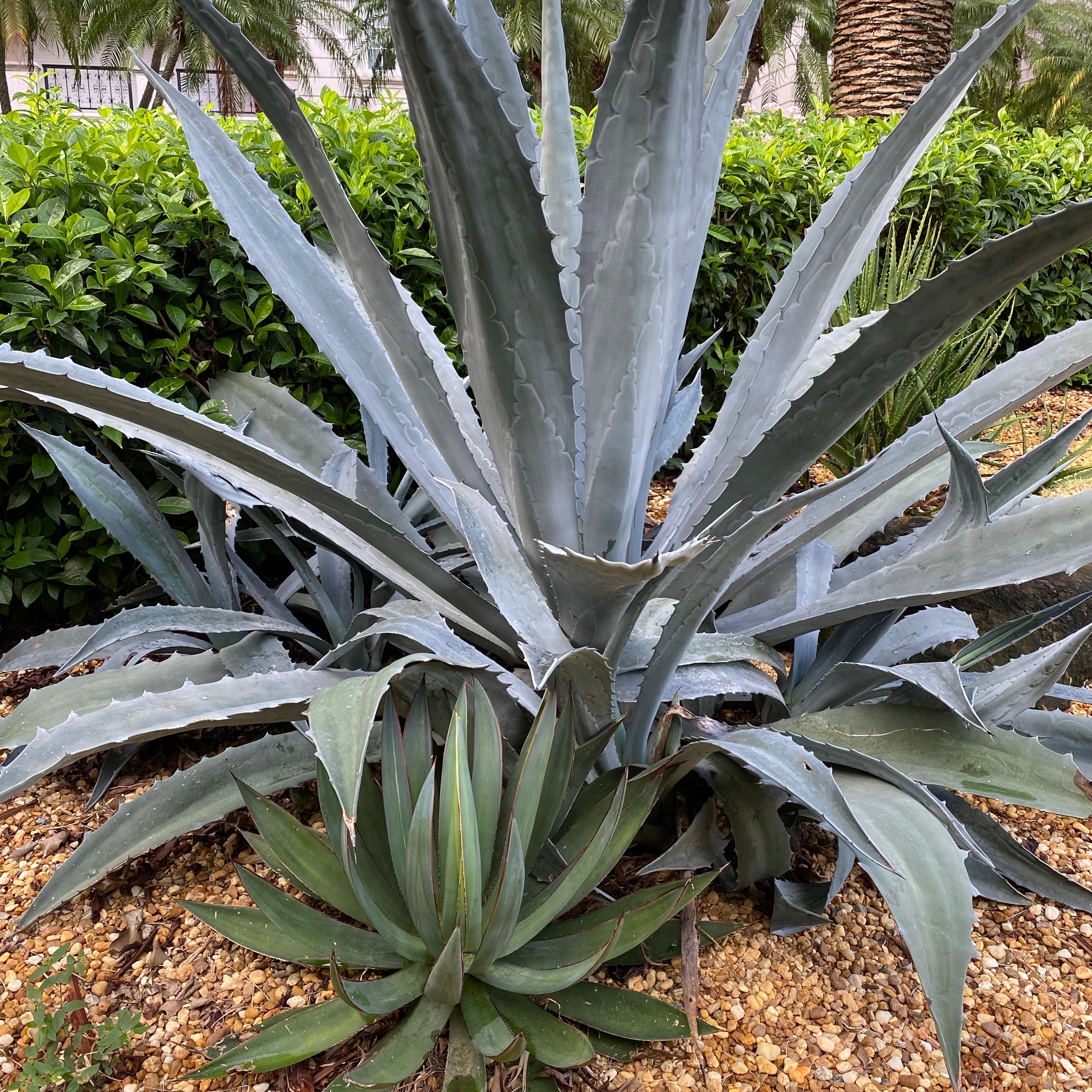Super Blue Agave Americana, Century Plant