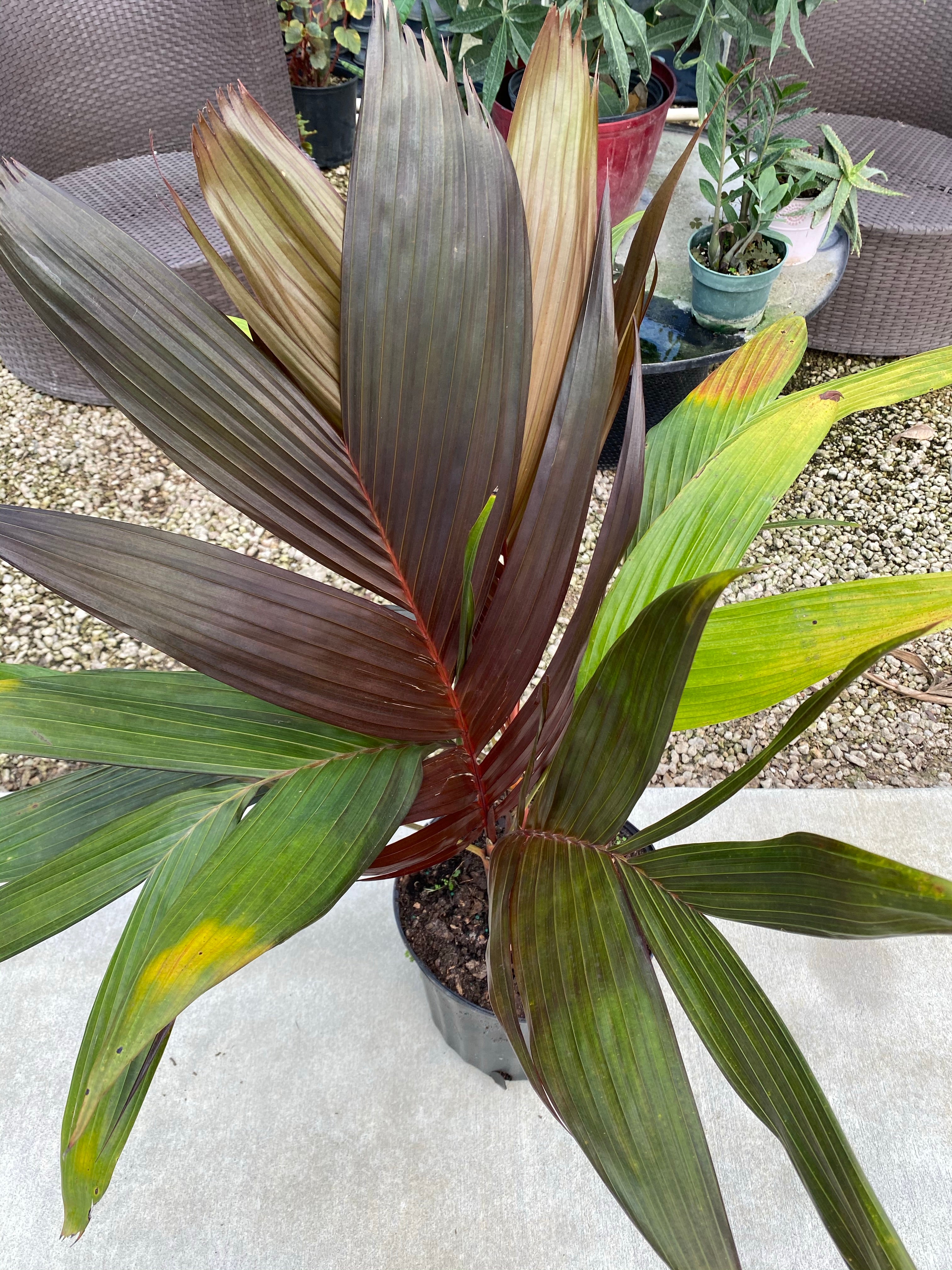 Areca Vestiaria, Red Crownshaft Palm, Rare and Exotic