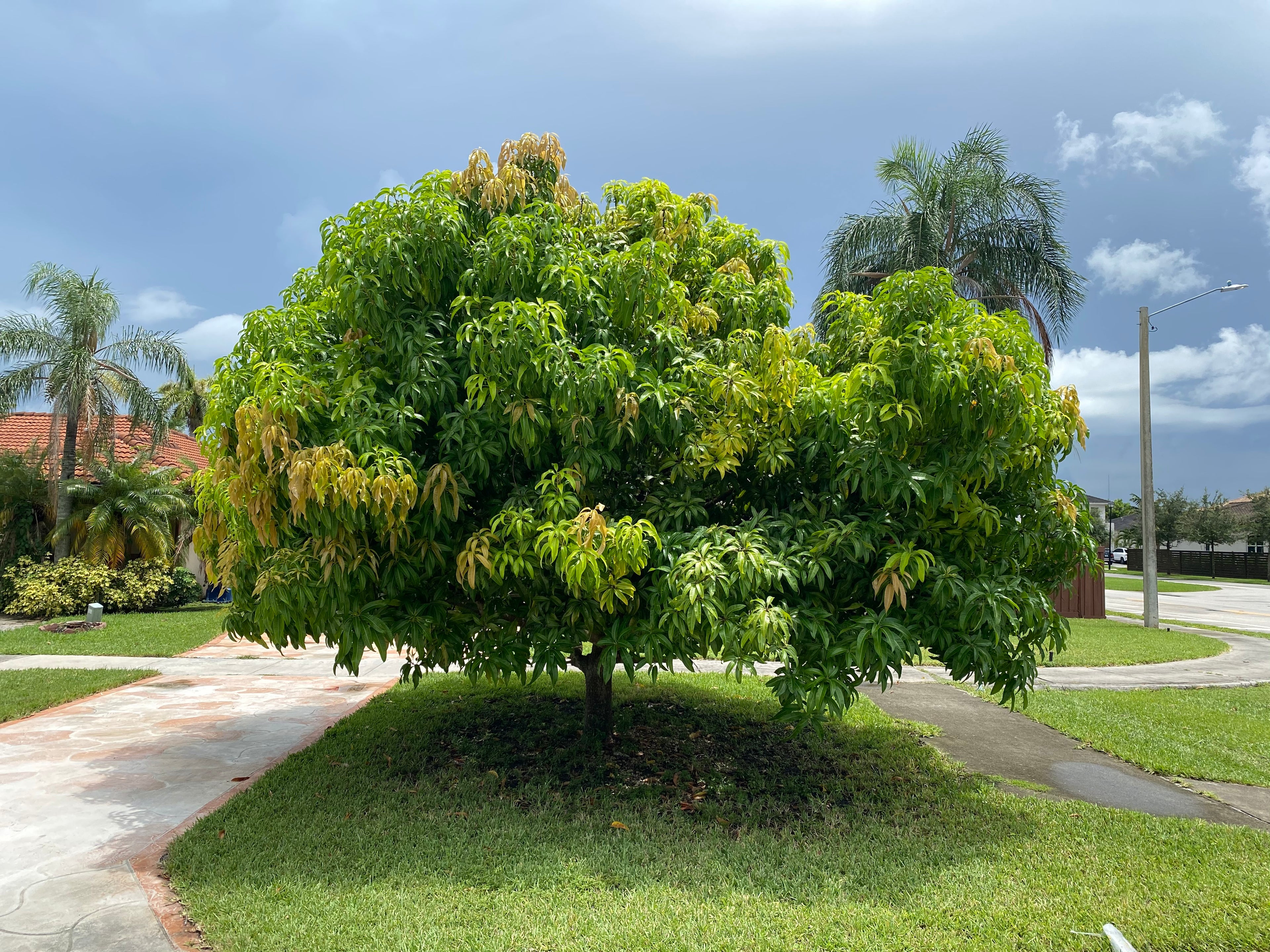 Carrie Mango Fruit Tree, Mangifera indica