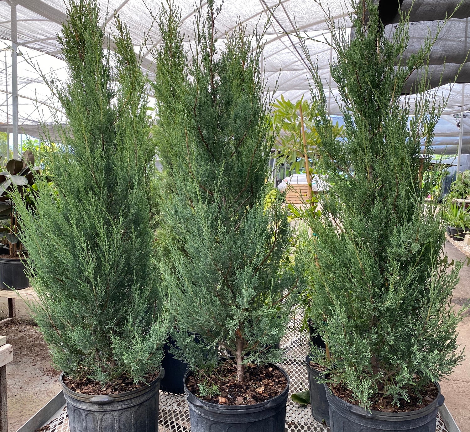 Skyrocket Juniper Tree Rocky Mountain in pots