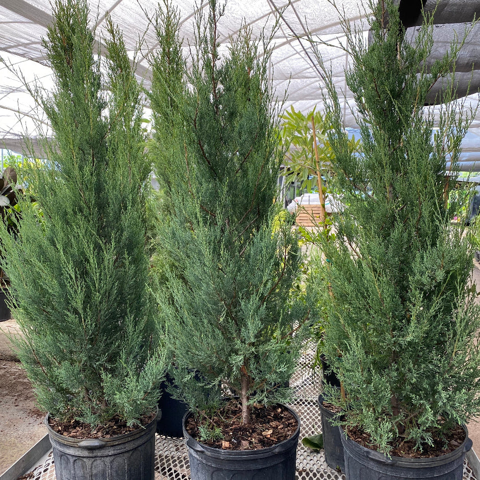 Skyrocket Juniper Tree Rocky Mountain in pots