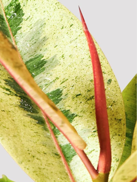 closeup view of Ficus Shivereana Moonshine Bush leaf