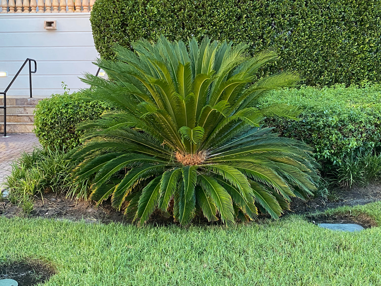 Palm King Sago Palm, Cycas Revoluta, Exotic