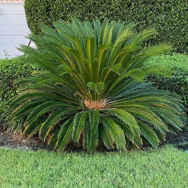 A sago palm (Cycas revoluta) also known as King Sago Palm, growing outdoors with green leaves and a thick fiber-covered trunk, surrounded by yellow shrubbery.