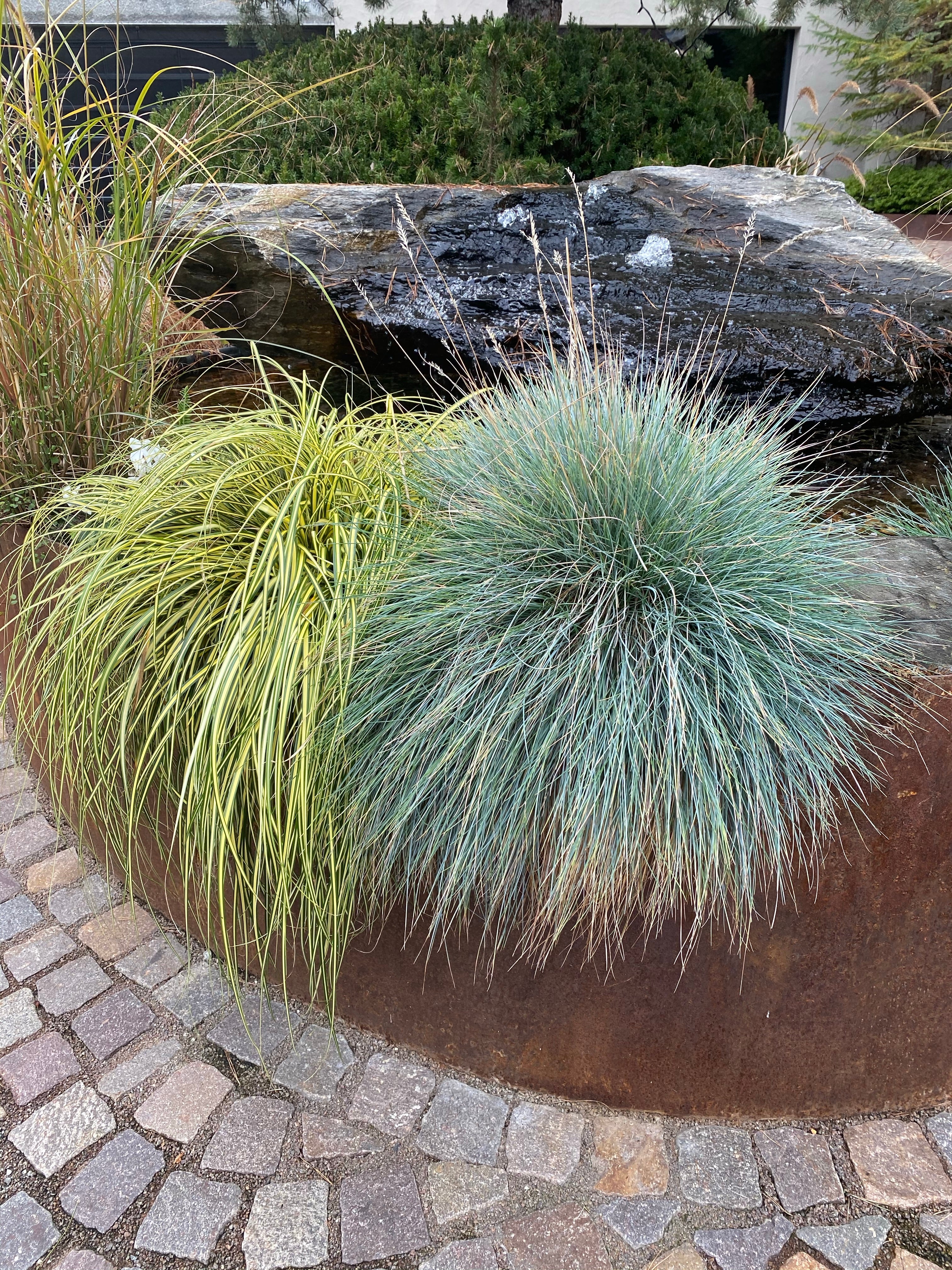 Elijah Icy Blue Fescue Grass