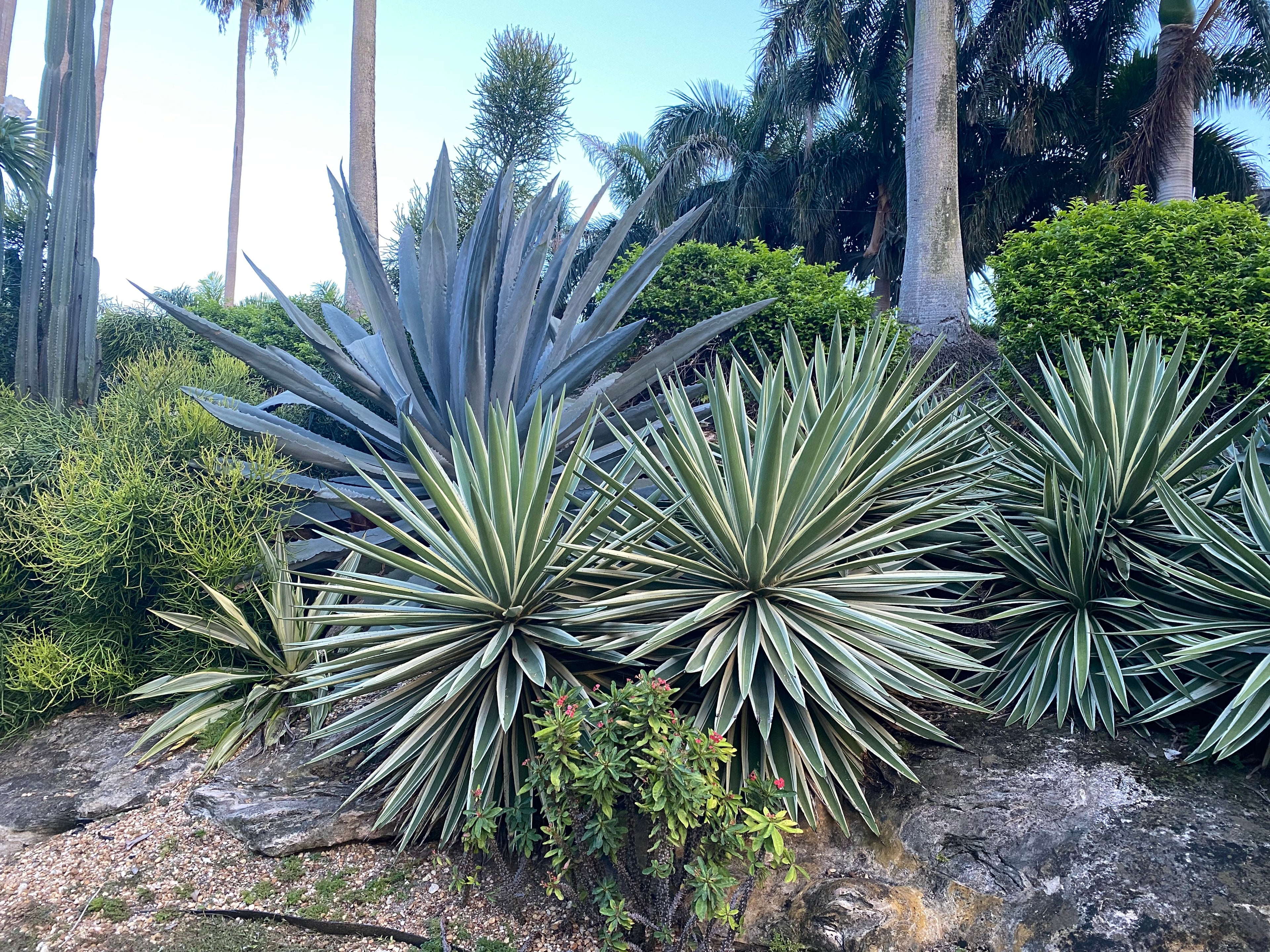 Agave Angustifolia, Caribbean Agave