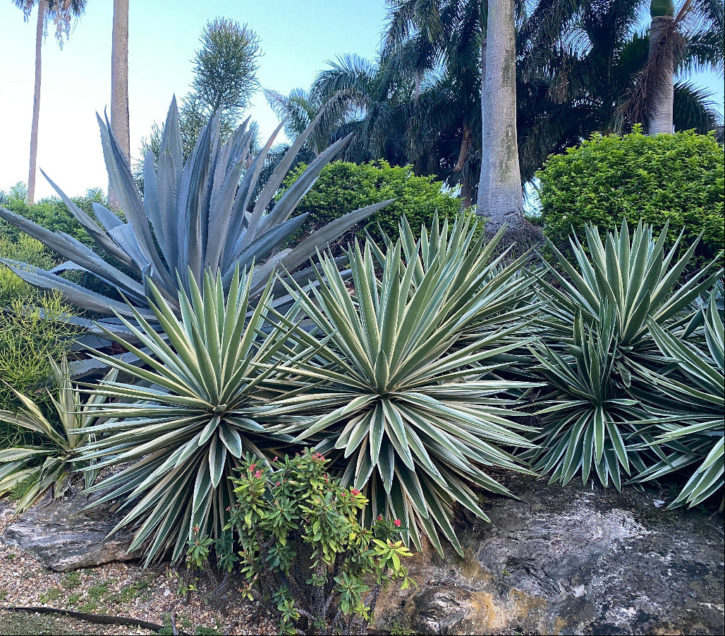 A variegated Caribbean Agave plant with light green leaves with white edges, forming a compact globe shape, situated in a landscape with other succulents.
