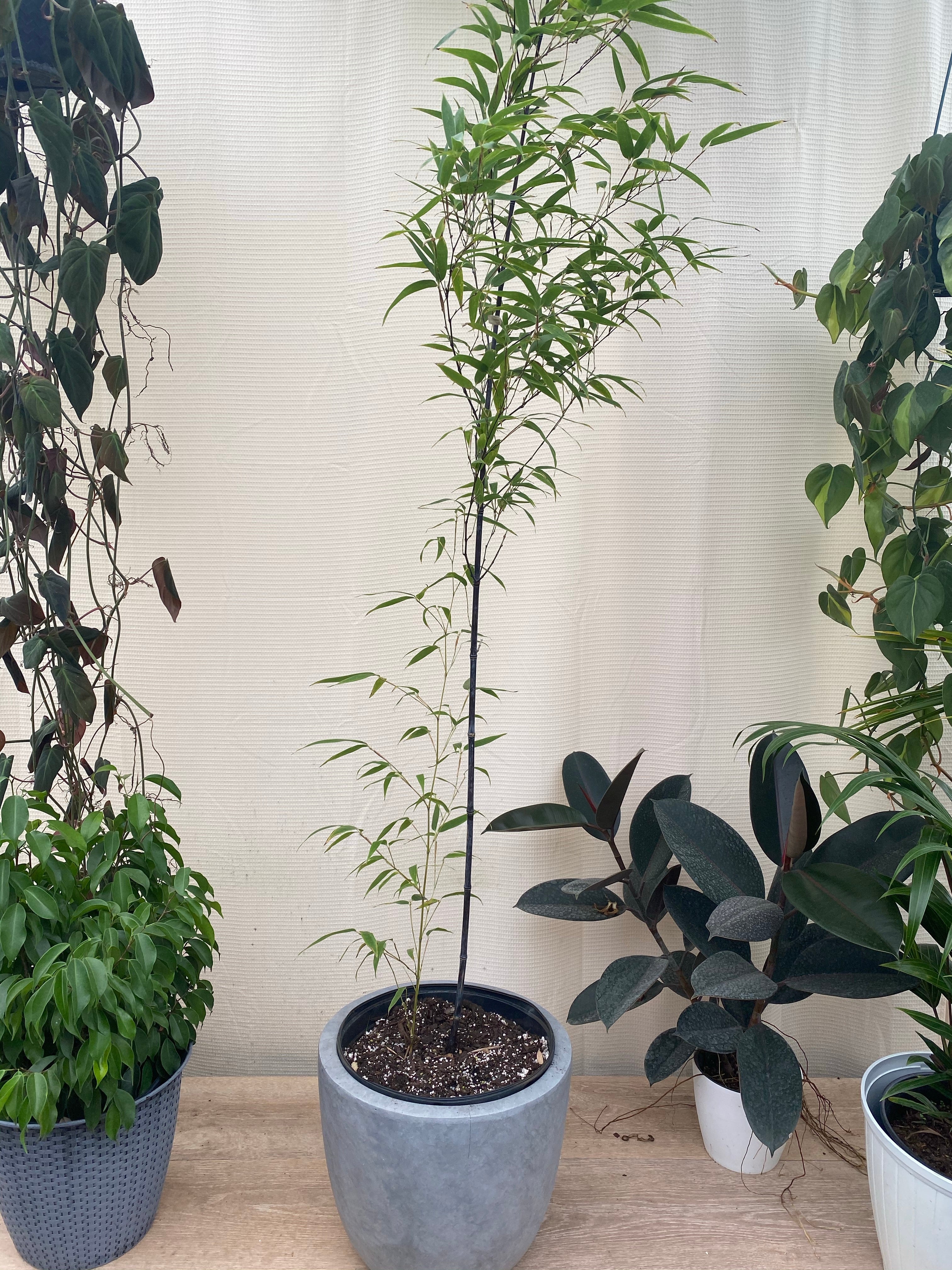 Black Bamboo Timor, Bambusa Lako in a pot