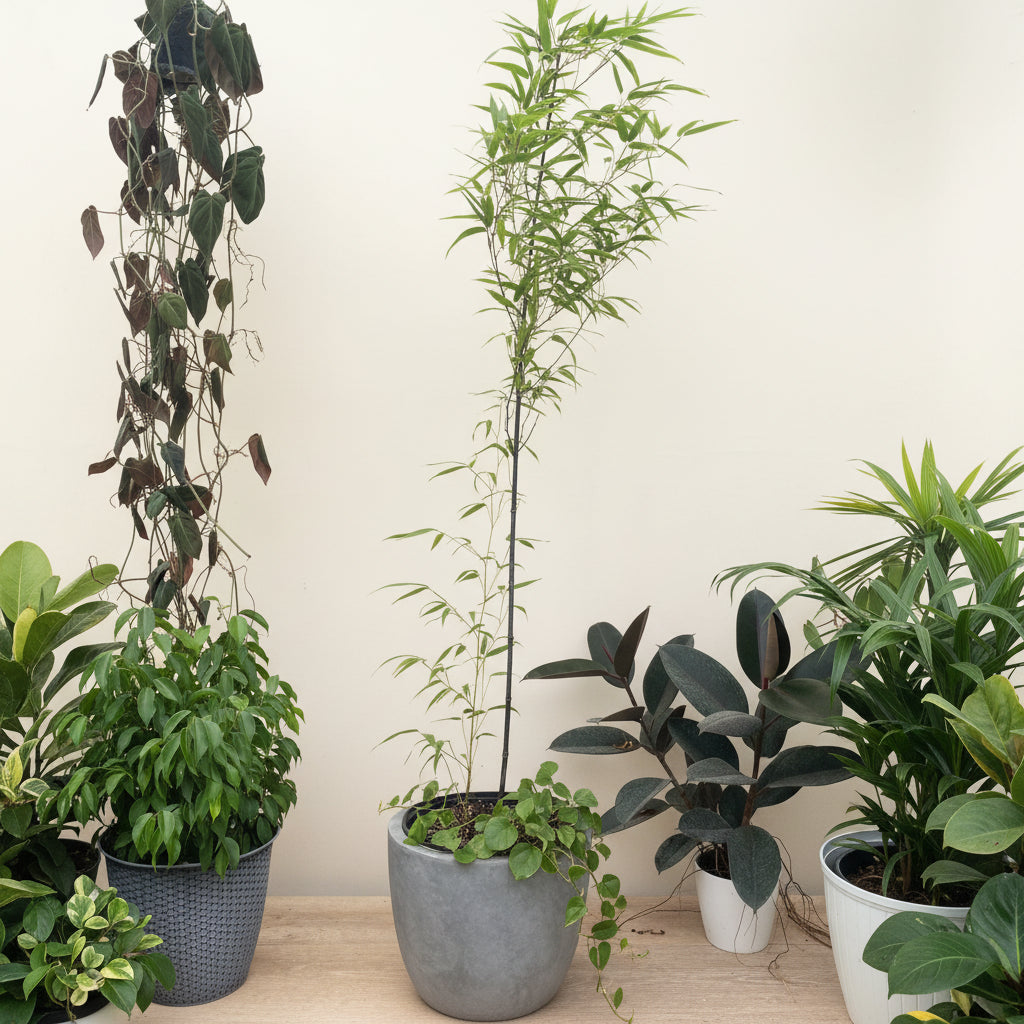 Black Bamboo Timor, Bambusa Lako in a pot