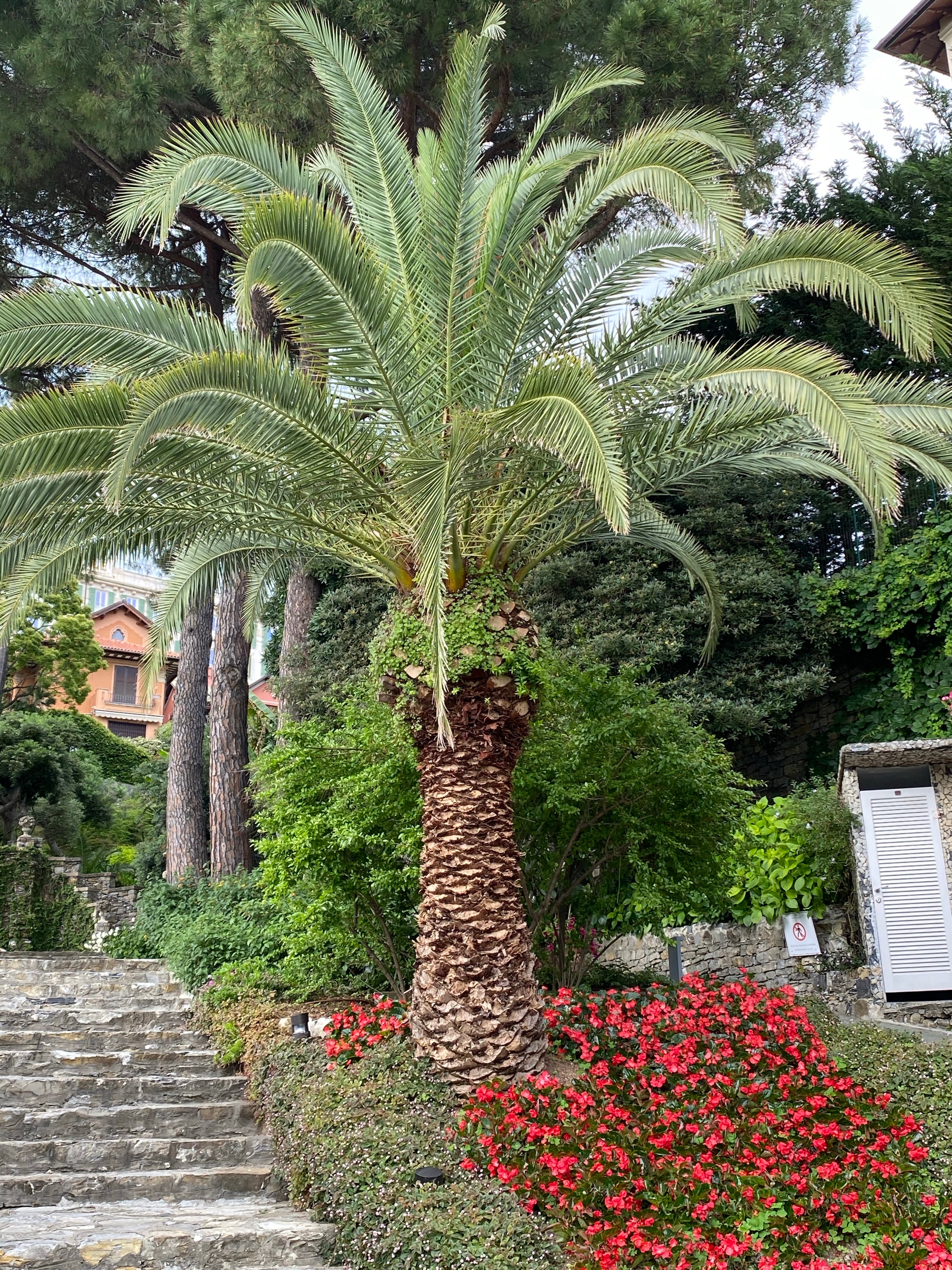 Canary Island Date Palm, Phoenix Canariensis, Pineapple Palm