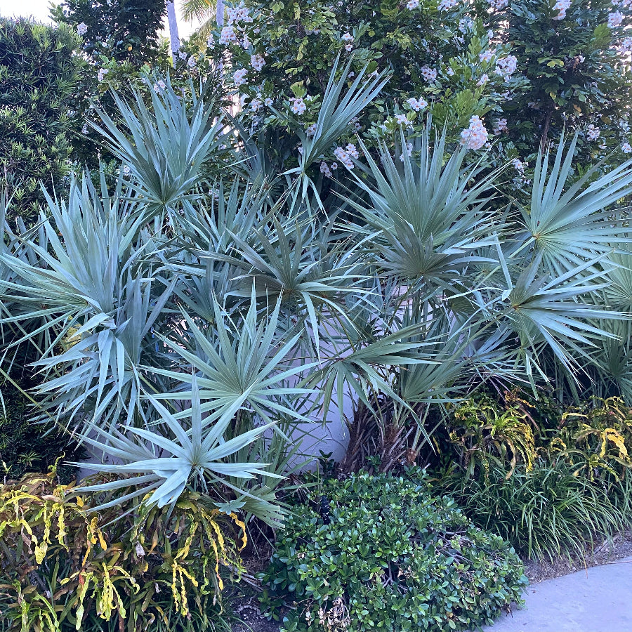 Silver Saw Palmetto, Georgia Silver outside view