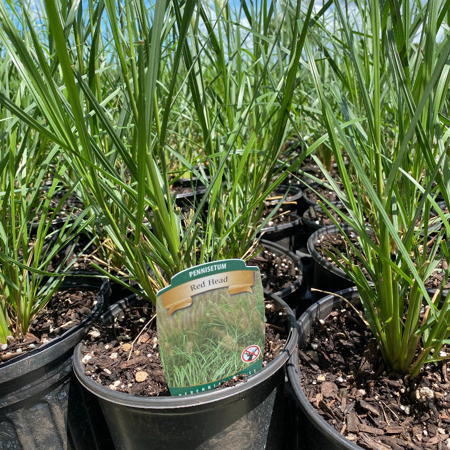 Red Head Fountain Grass