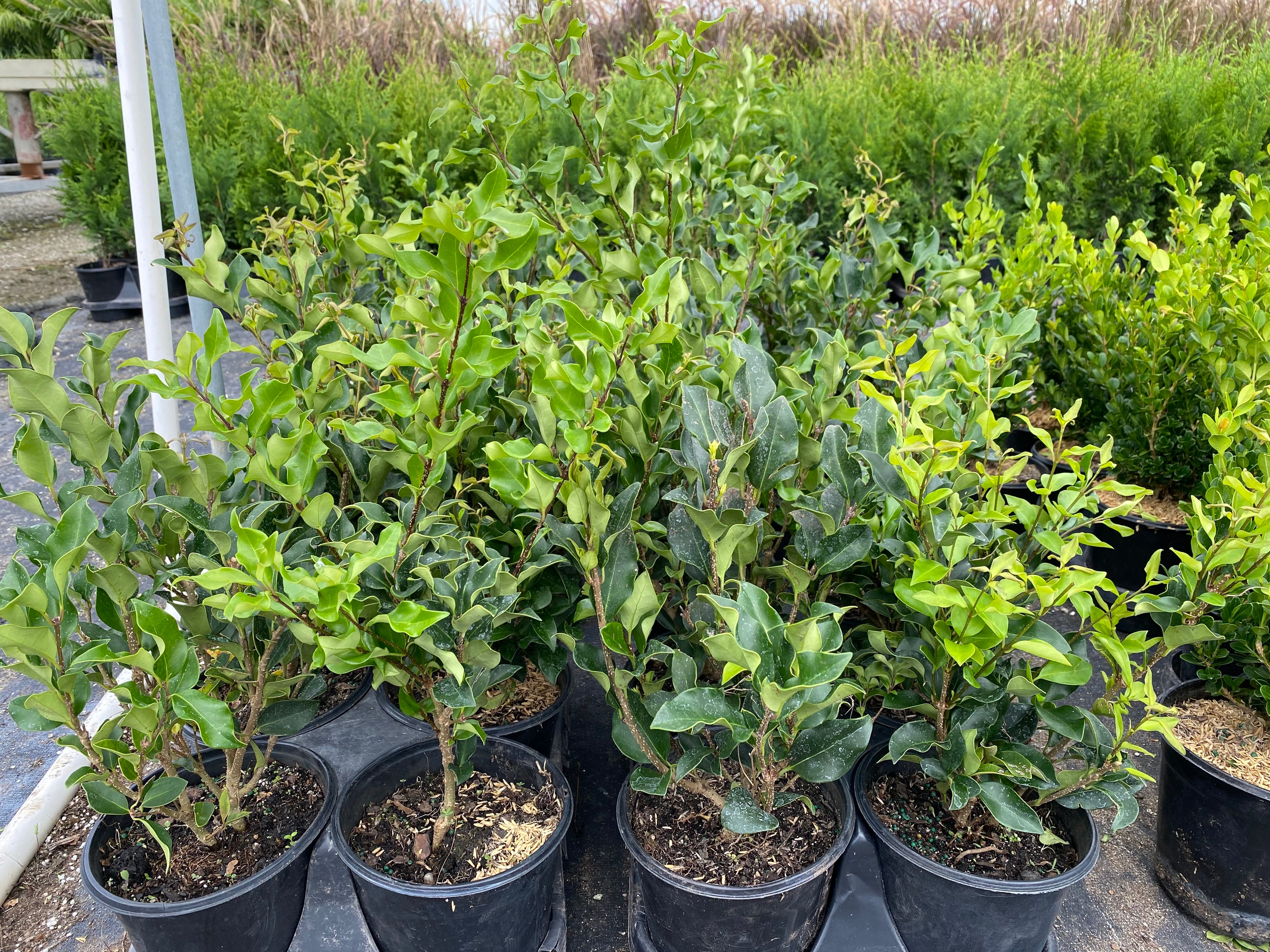 multiple Wavy Leaf Ligustrum Recurve