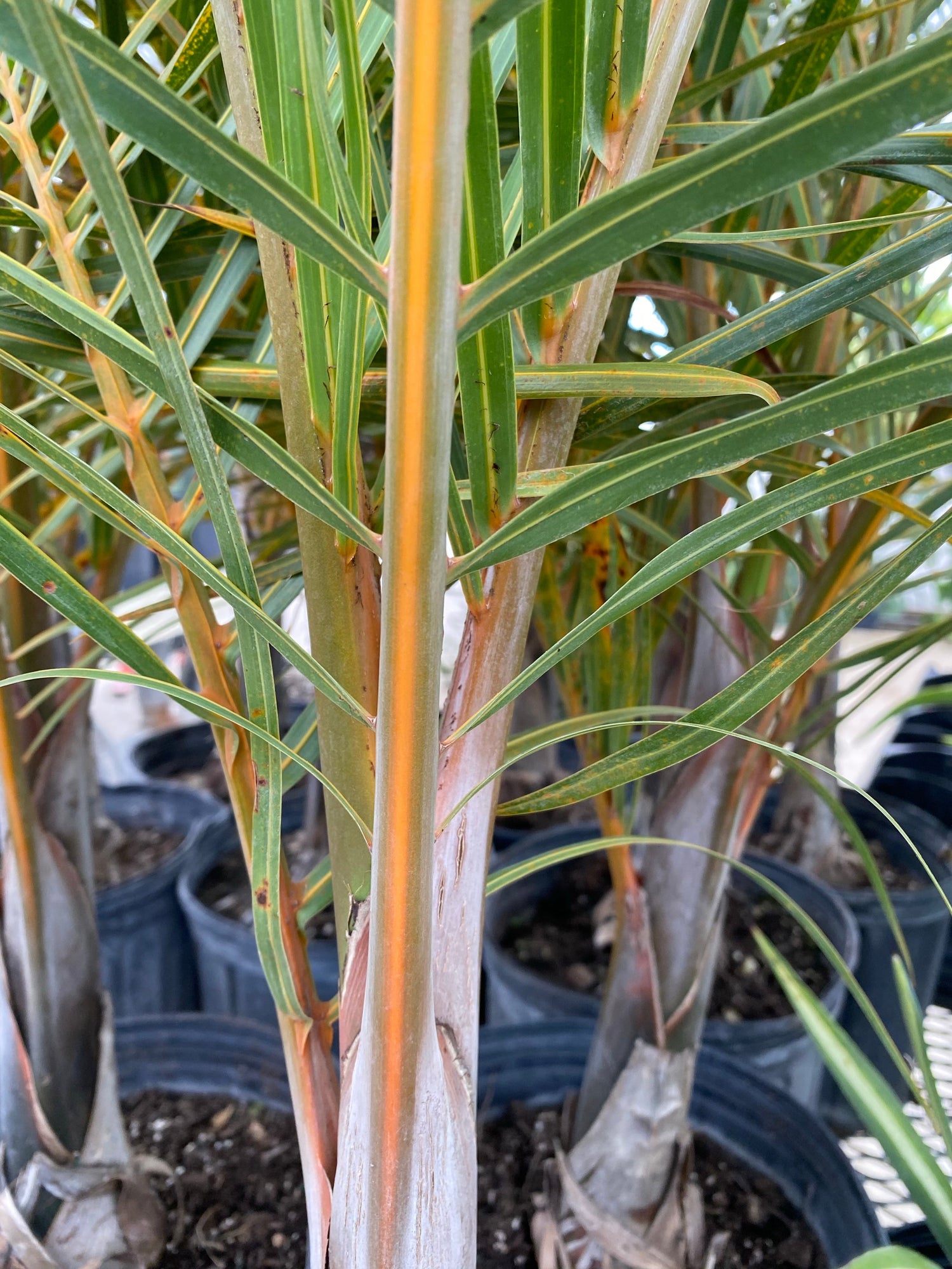 Triangle Palm, Dypsis Decaryi