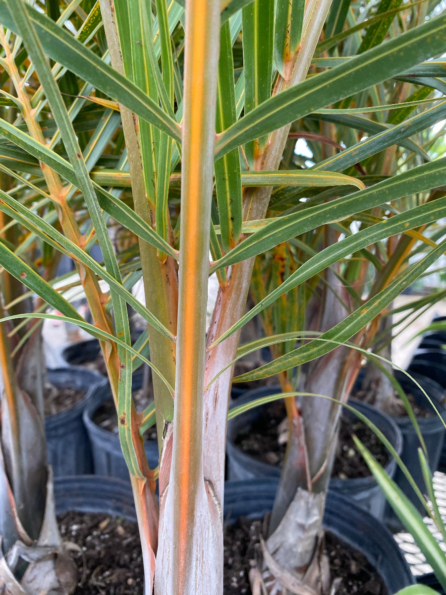 A close-up view of a young Triangle Palm (Dypsis decaryi)