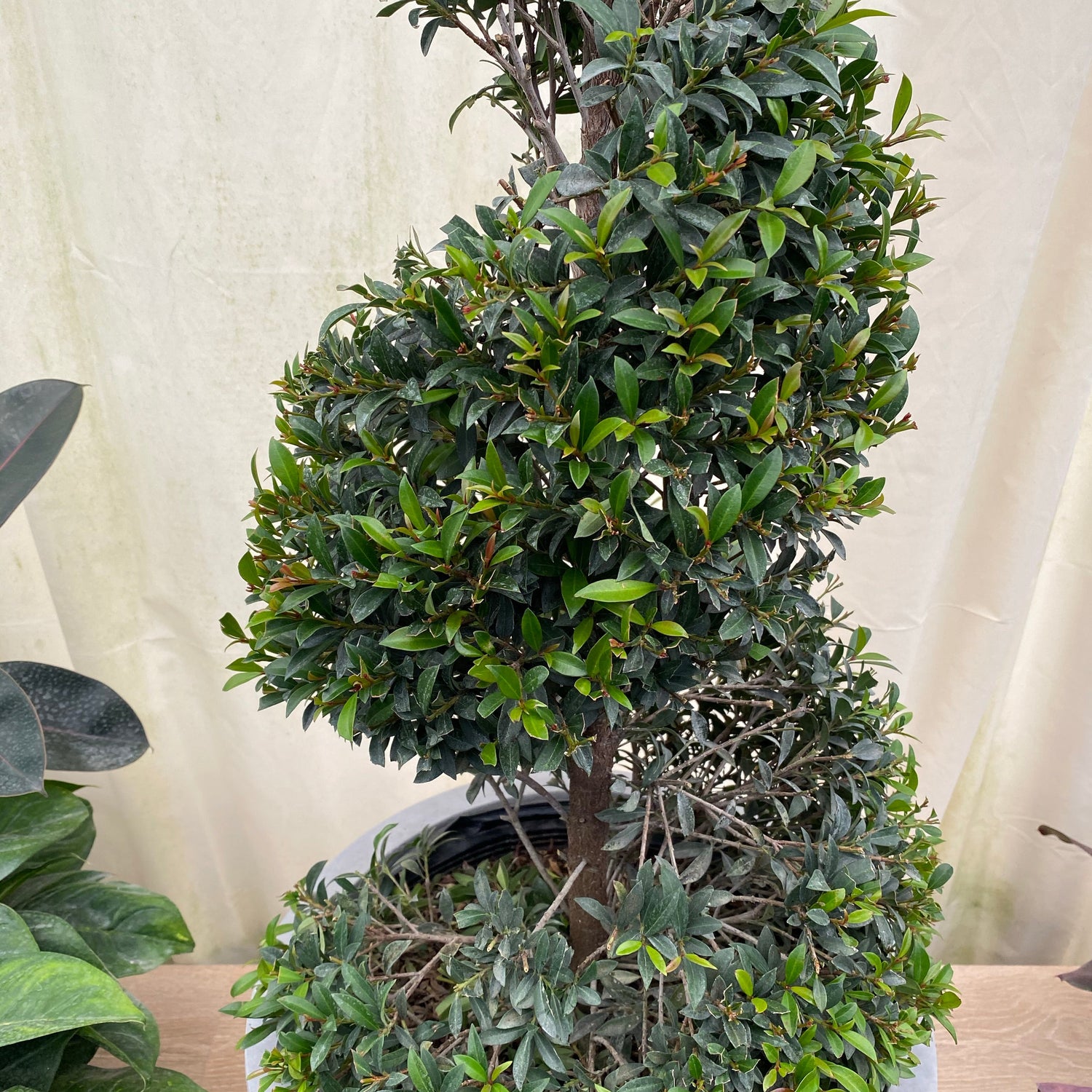 Topiary Eugenia Spiral Tree close up view