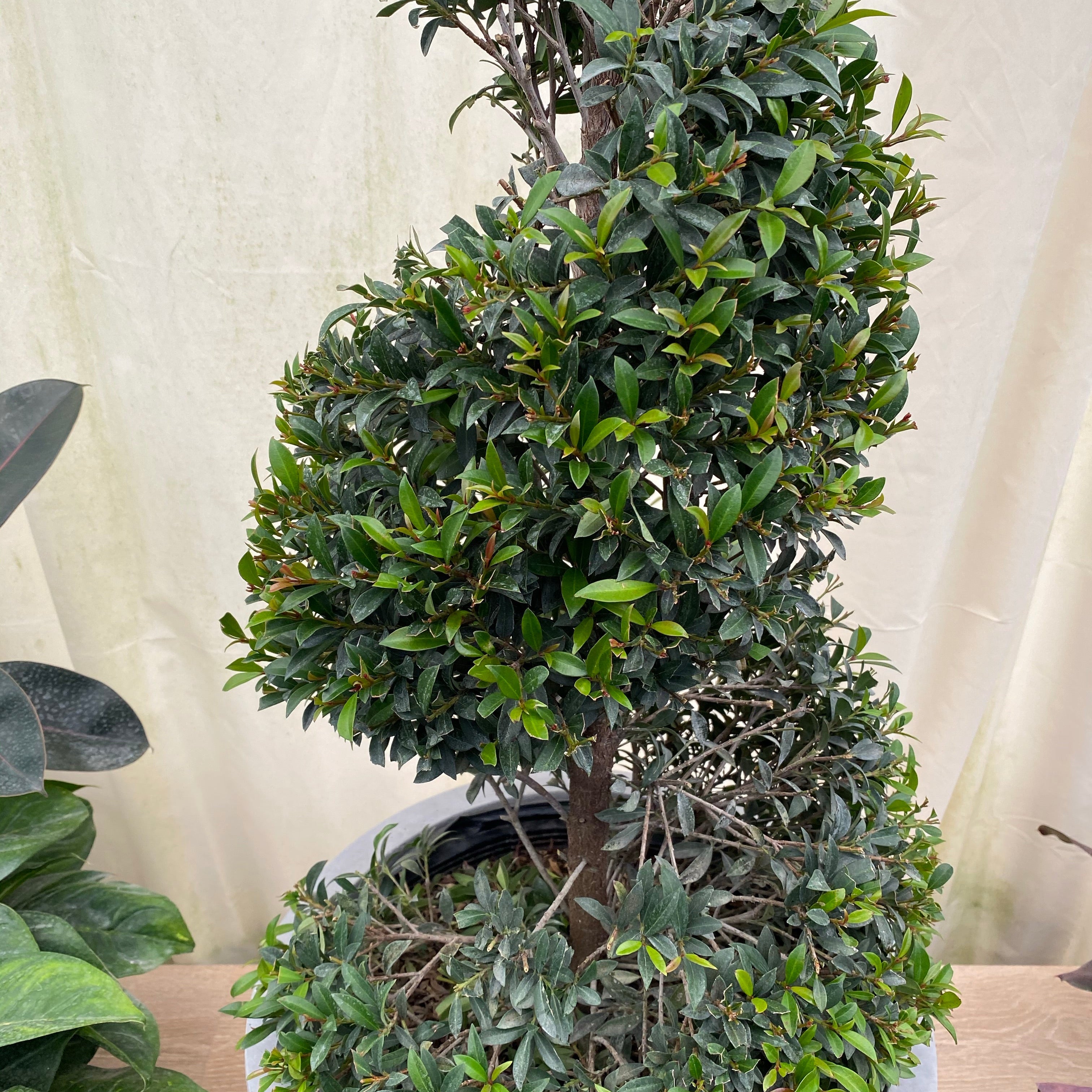 Topiary Eugenia Spiral Tree close up view
