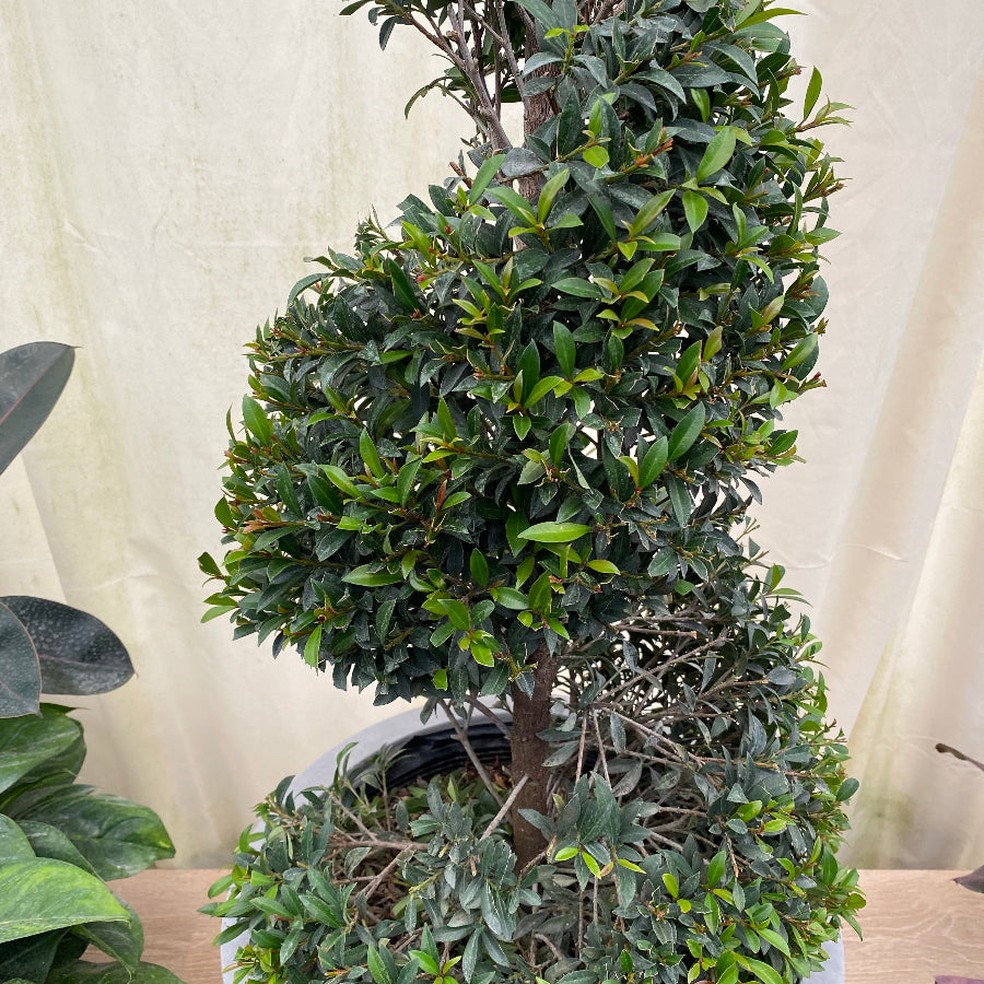 Topiary Eugenia Spiral Tree close up view