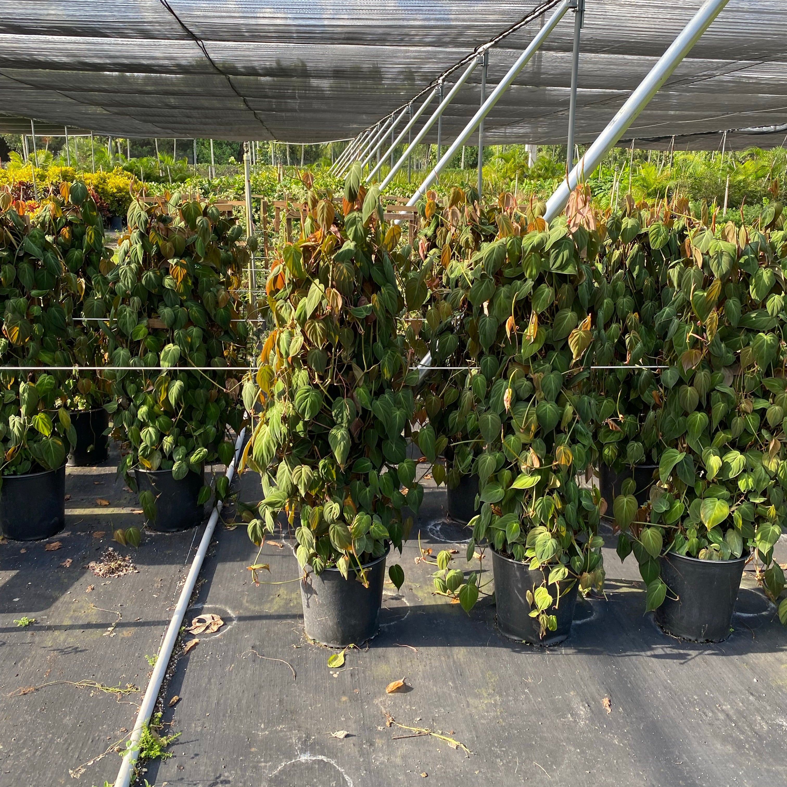 multiple Philodendron Micans Plant Vines in Trellis