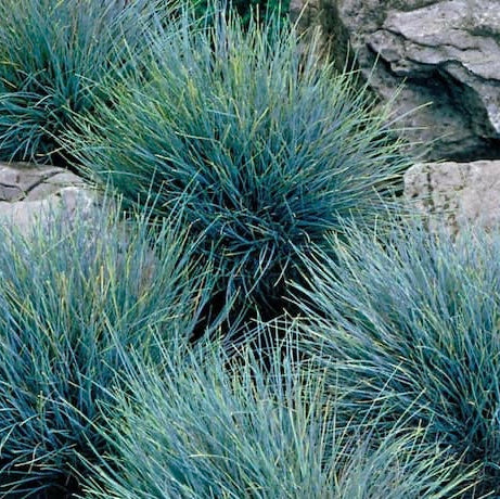 Maiden Grass Adagio, Miscanthus Sinensis