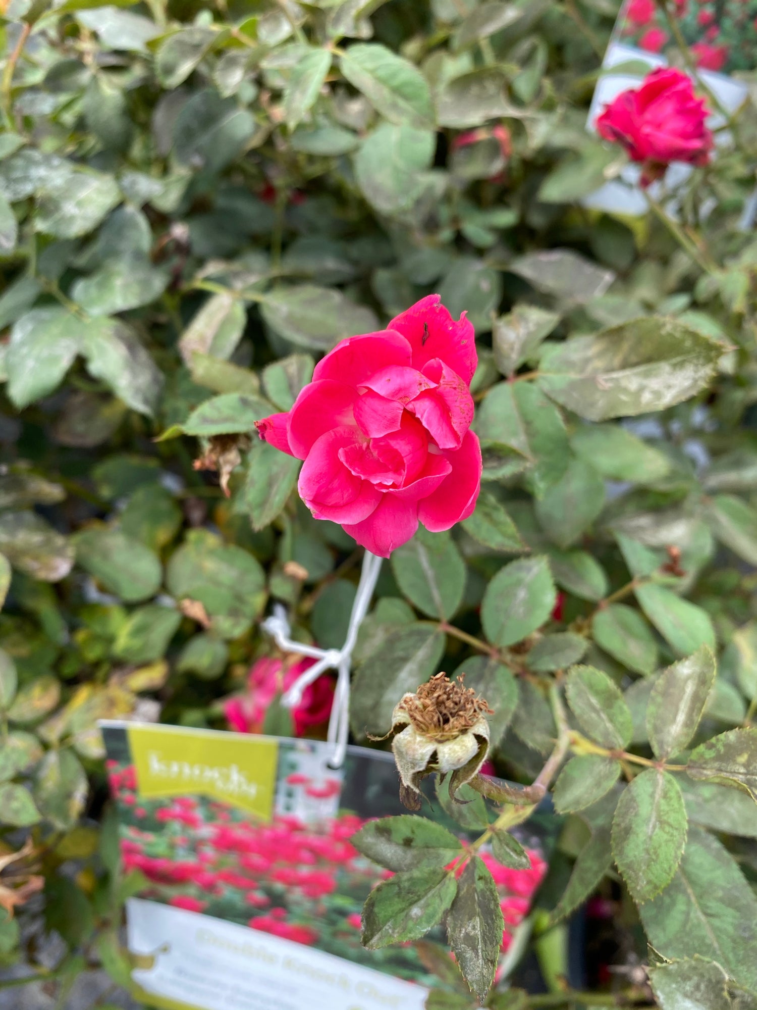 Knock Out Rose Double Red