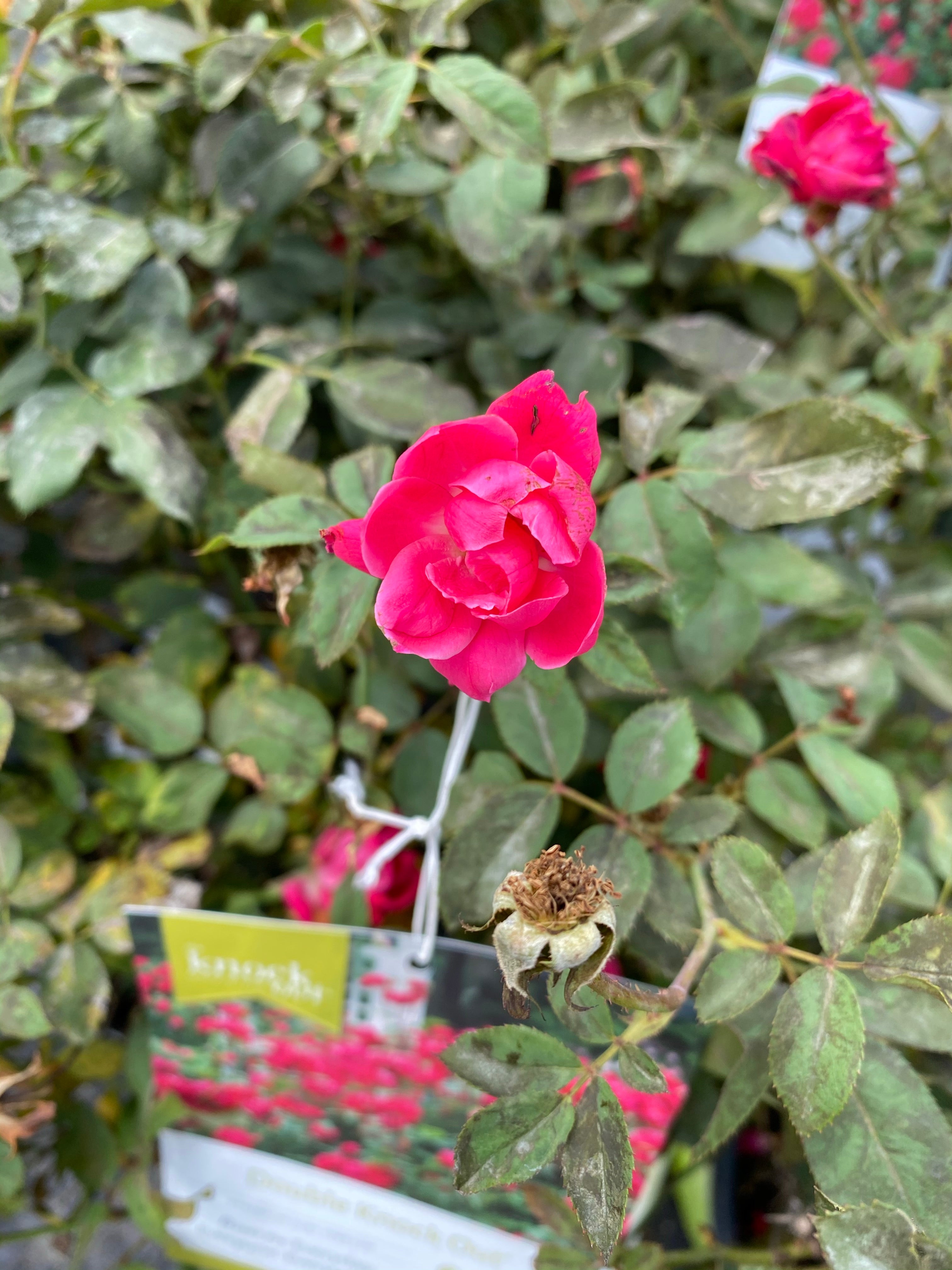 Knock Out Rose Double Red