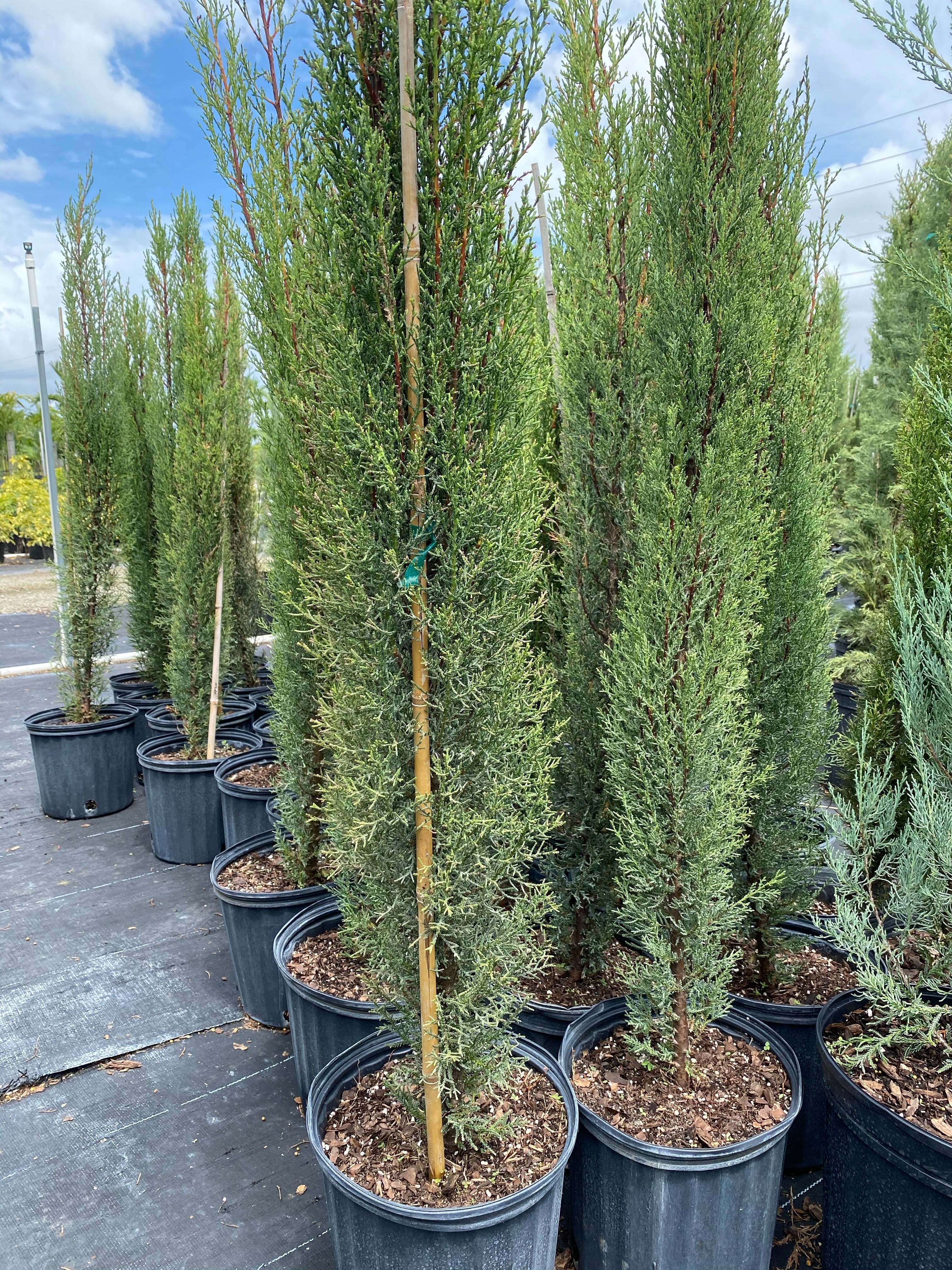 Dwarf Italian Cypress, Mediterranean Cypress