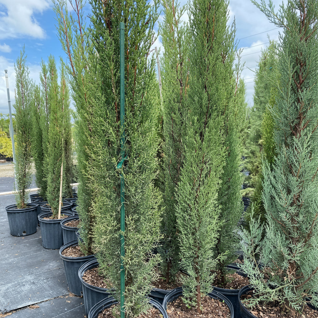 Medium Size Italian Cypress, Mediterranean Cypress Planted in Nursery Pot 2gal