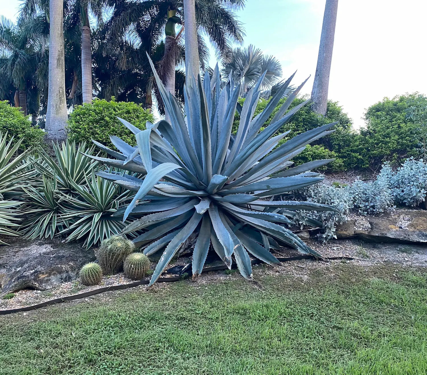 Super Blue Agave Americana, Century Plant