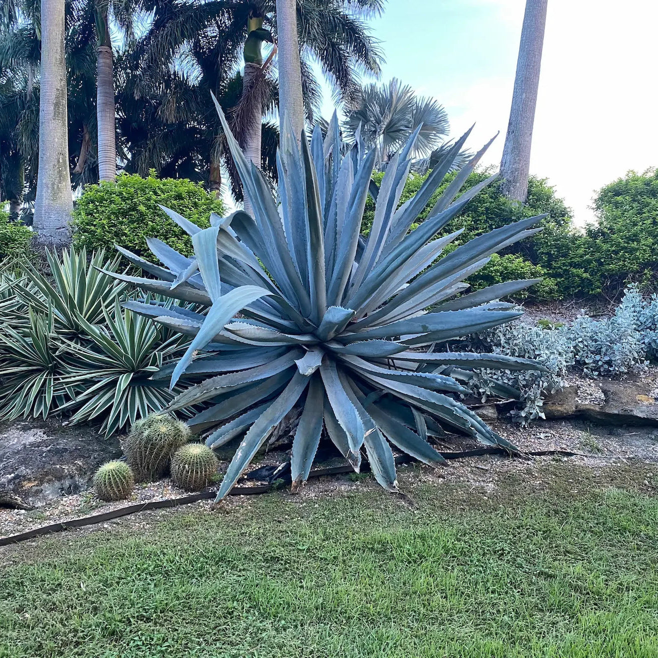 Super Blue Agave Americana, Century Plant, Planted in Ground