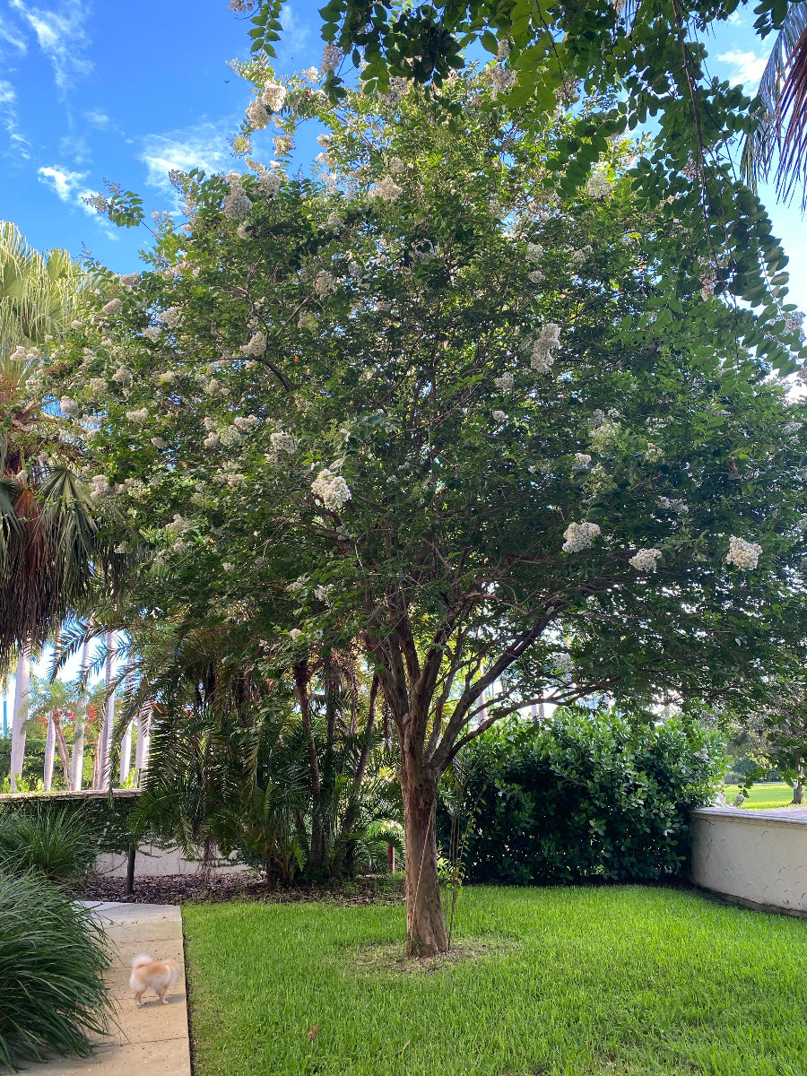 A large, mature Natchez Crape Myrtle tree featuring multiple trunks and a wide canopy completely covered in bright white bloom