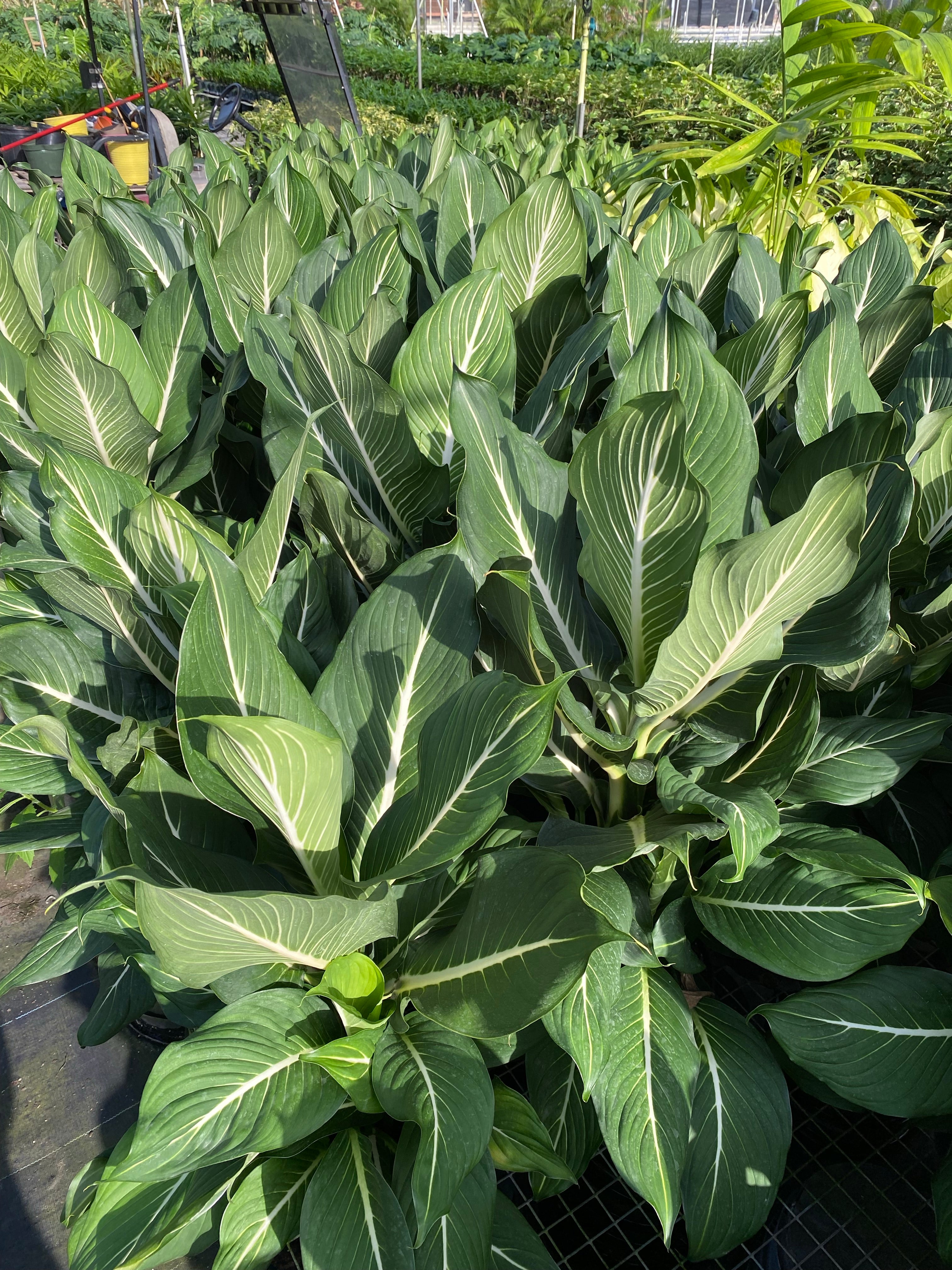 Dieffenbachia Sterling Dumb Cane White Veins