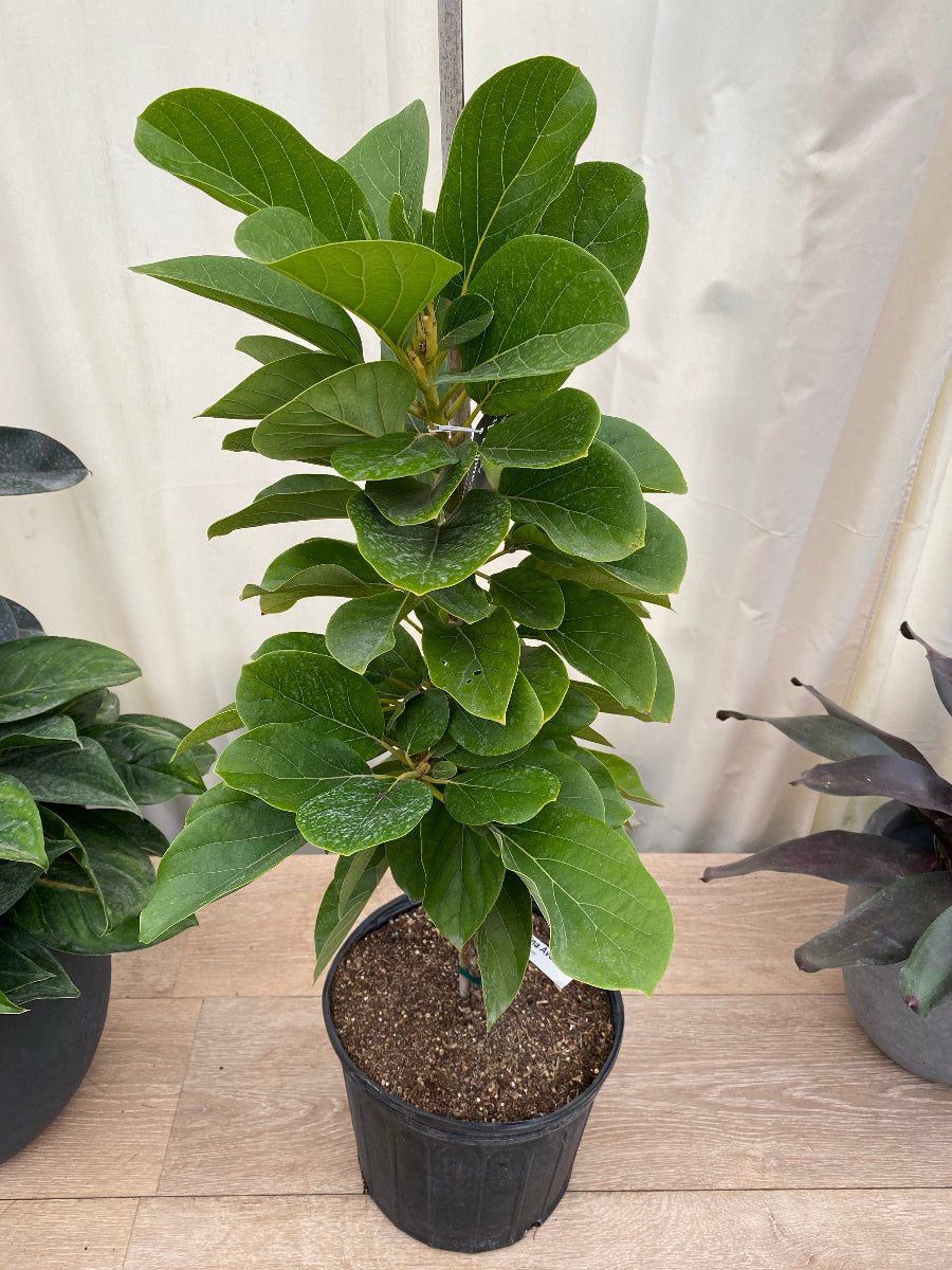 A young potted Russell Long Neck Avocado Fruit Tree featuring lush, broad green leaves and a thin support stake, growing in a black nursery pot