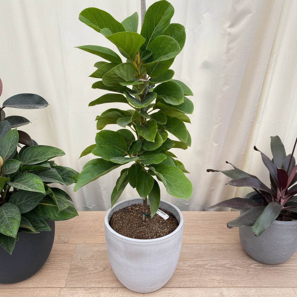 A young potted Long Neck Avocado Fruit Tree featuring lush, broad green leaves and a thin support stake, growing in a black nursery pot