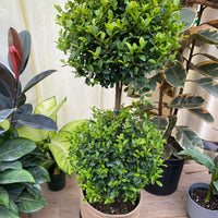 Topiary Eugenia 2-Ball Tree