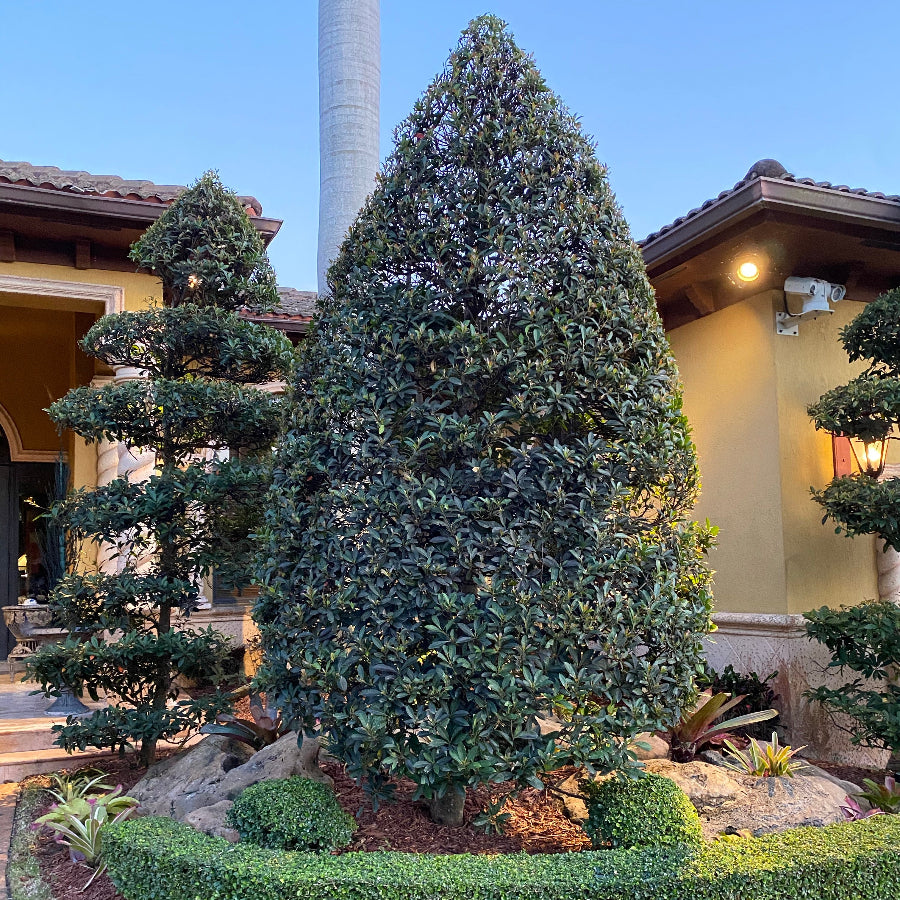 Topiary Cone Japanese Blueberry Tree Fully Grown Planted in Front Home