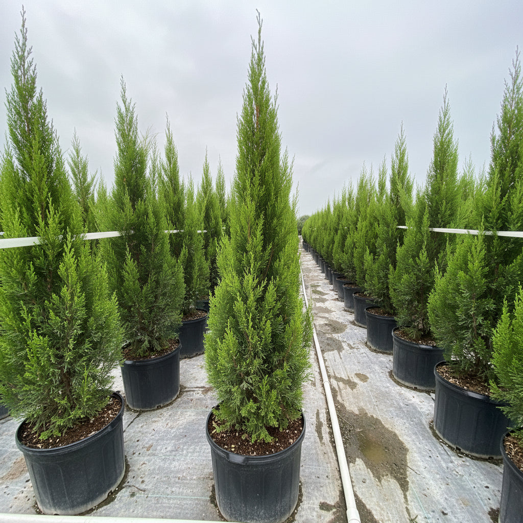 Spartan Juniper Tree, Juniperus chinensis Located at nursery in 5gal Pot