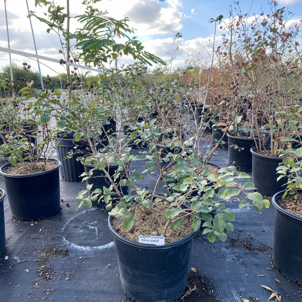 Crape Myrtle Flowering Tree in 7 gallon nursery pot with vibrant bright pink blooms and dense green foliage, ideal for colorful outdoor landscapes and sunny garden spaces.